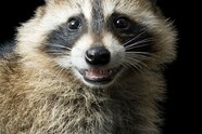 This Raccoon Influencer Says They Actually Make Good Pets 58 OFF