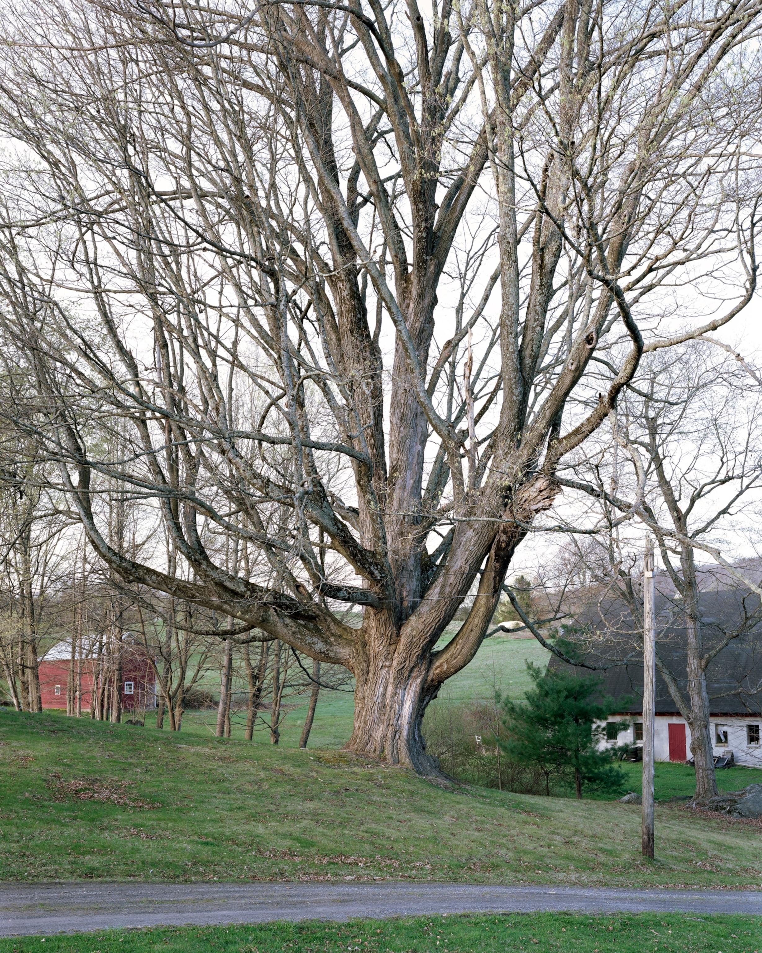 This is now the largest known single-stem Sugar Maple in NYS and possible National Champion.