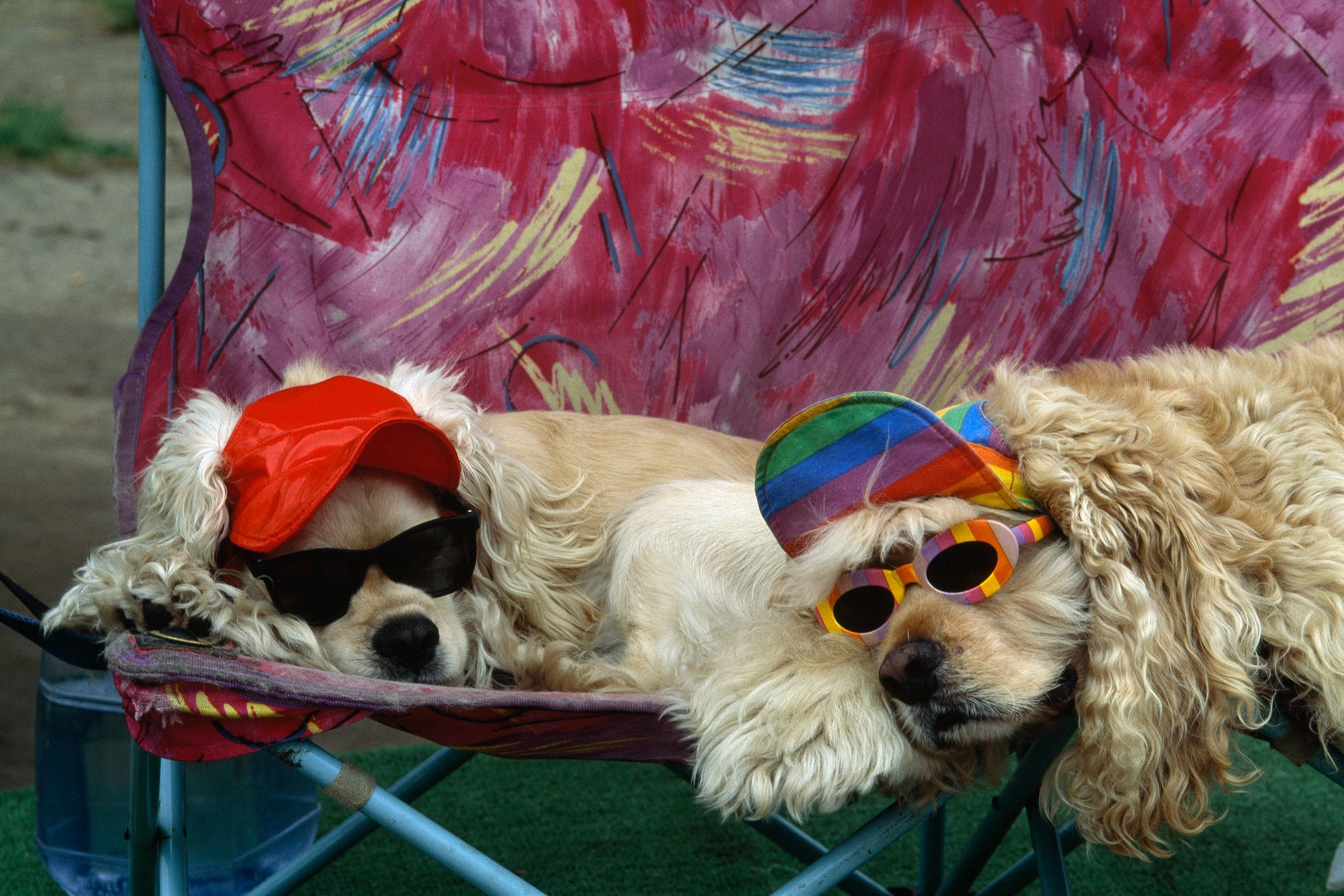 two dogs napping while wearing sunglasses