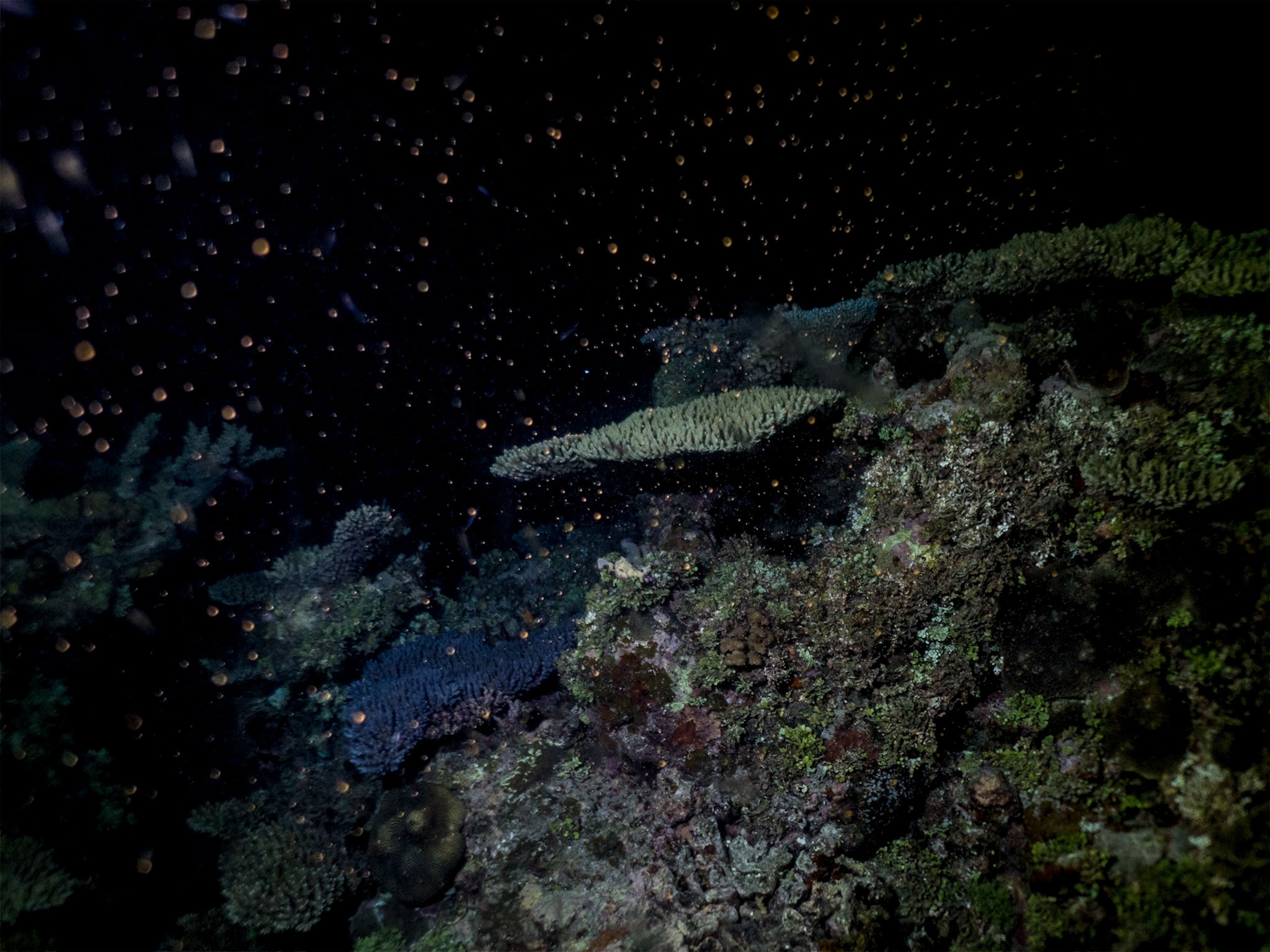 coral spawning in the Great Barrier Reef