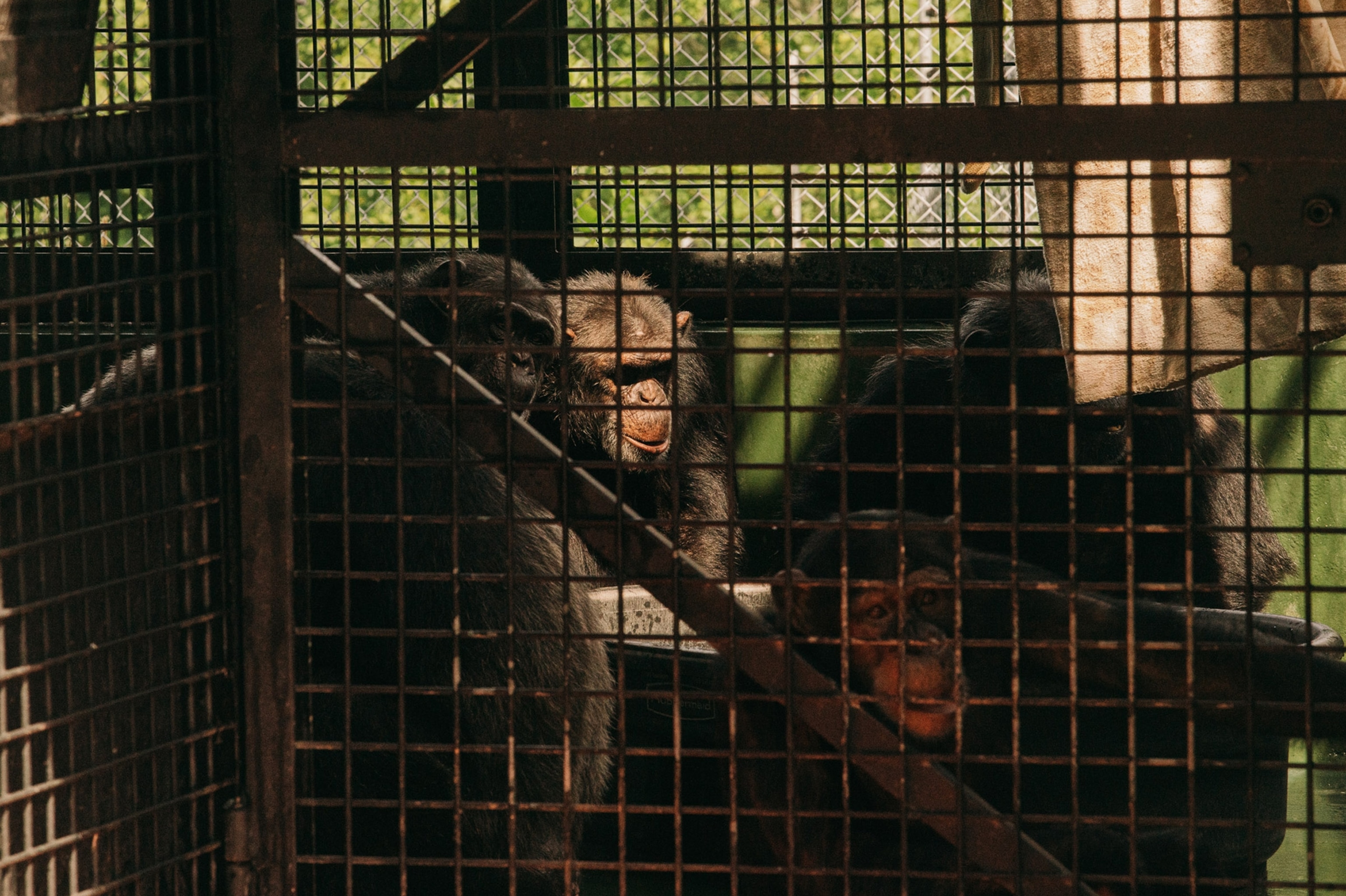 chimpanzees playing inside a housing structure at project chimp