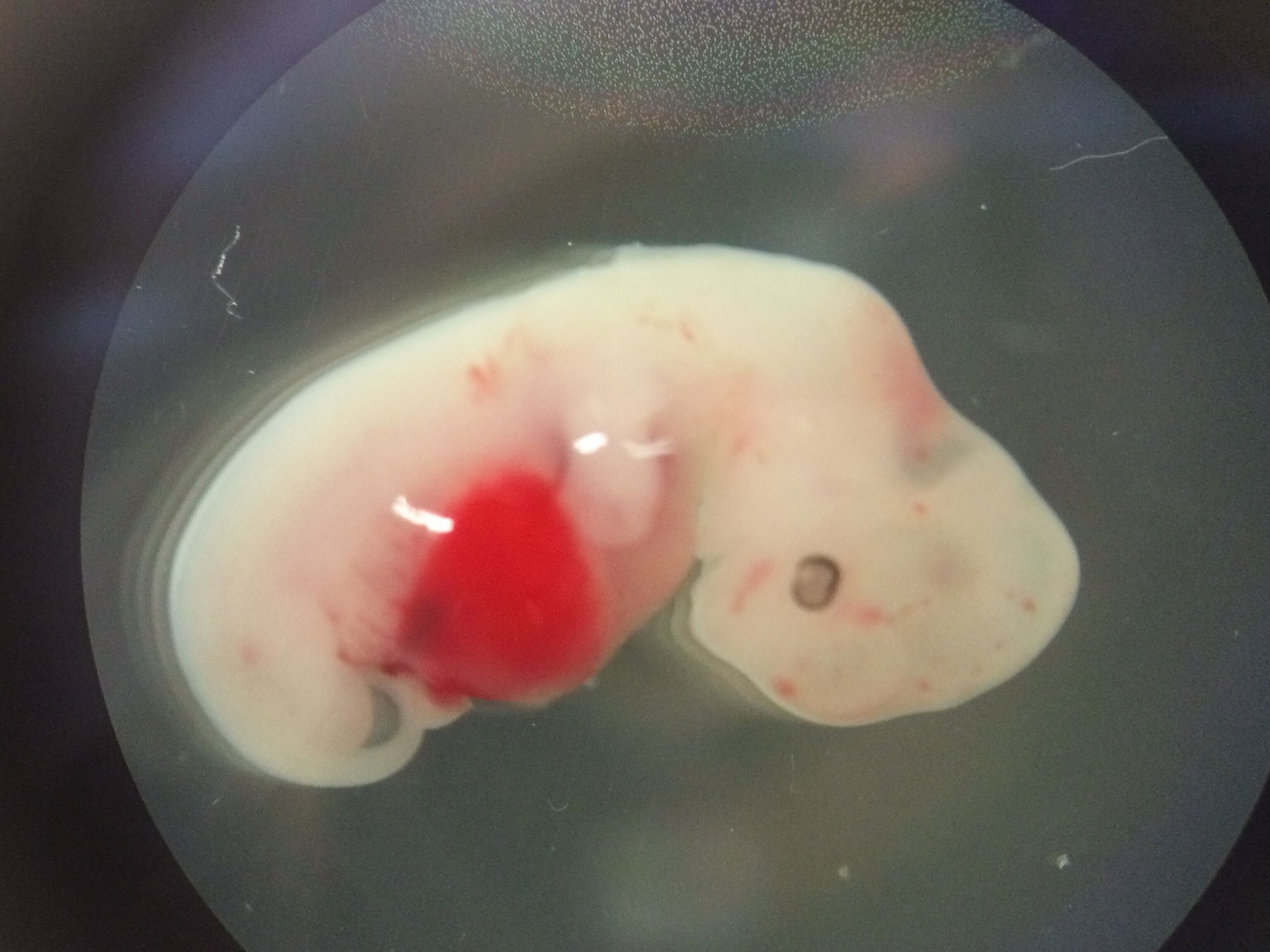 Homunculus chicken egg