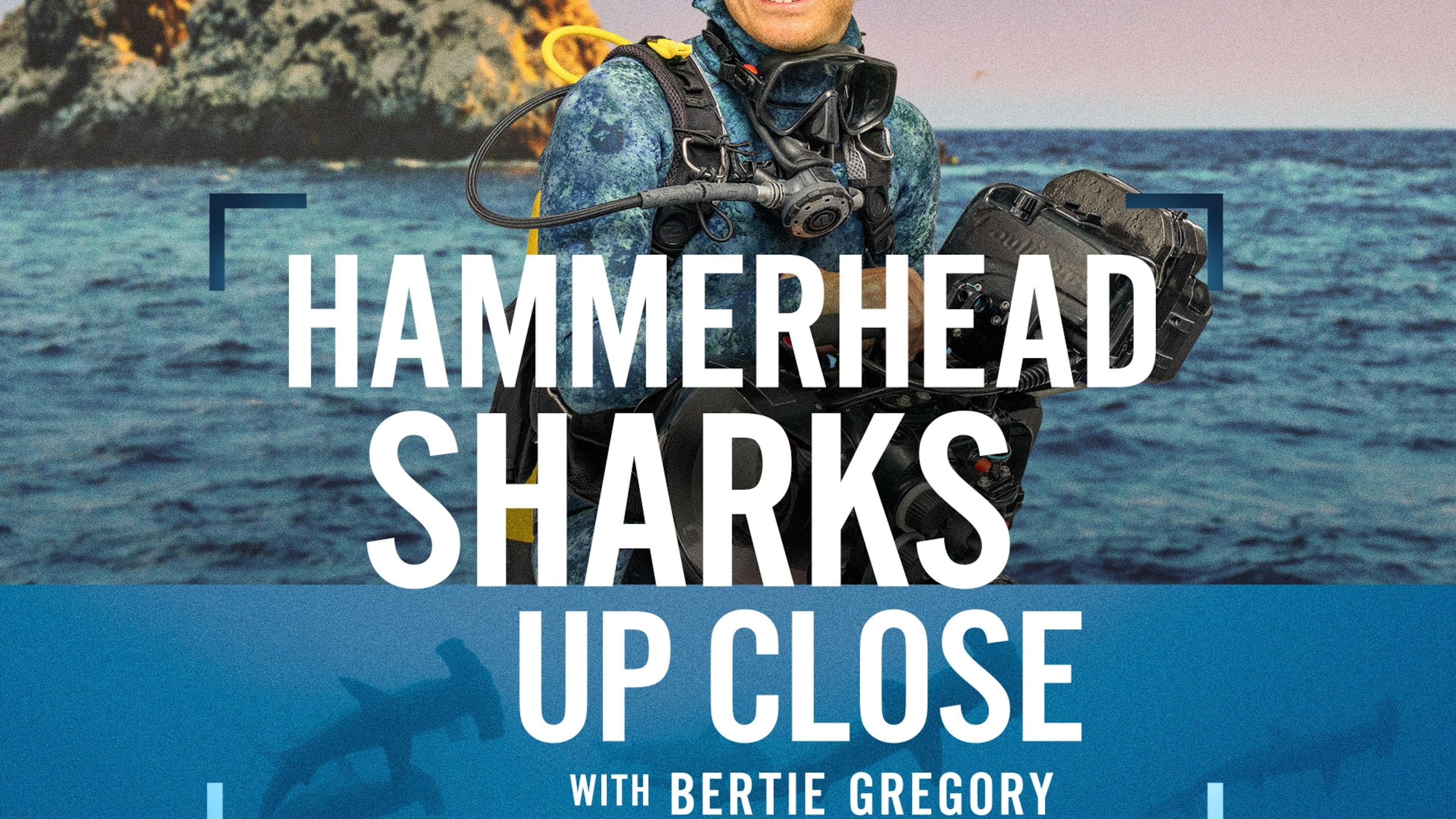 Hammerheads up close