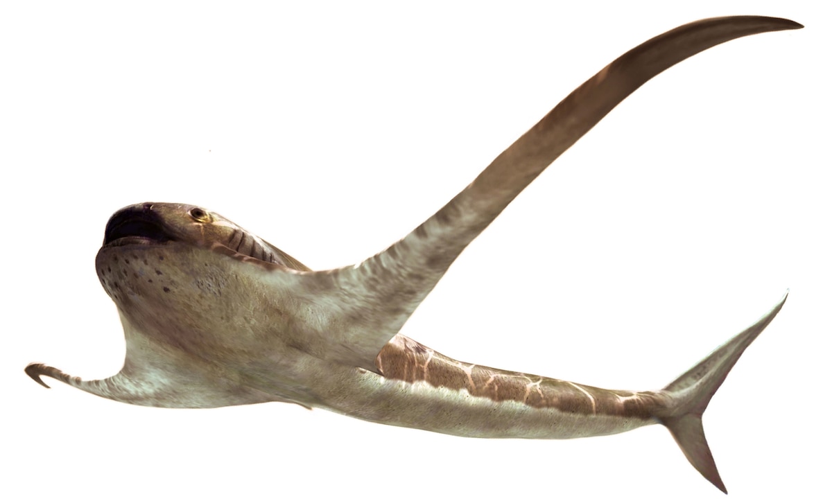 Shark-like fossil with manta ‘wings’ has been seen differently than before