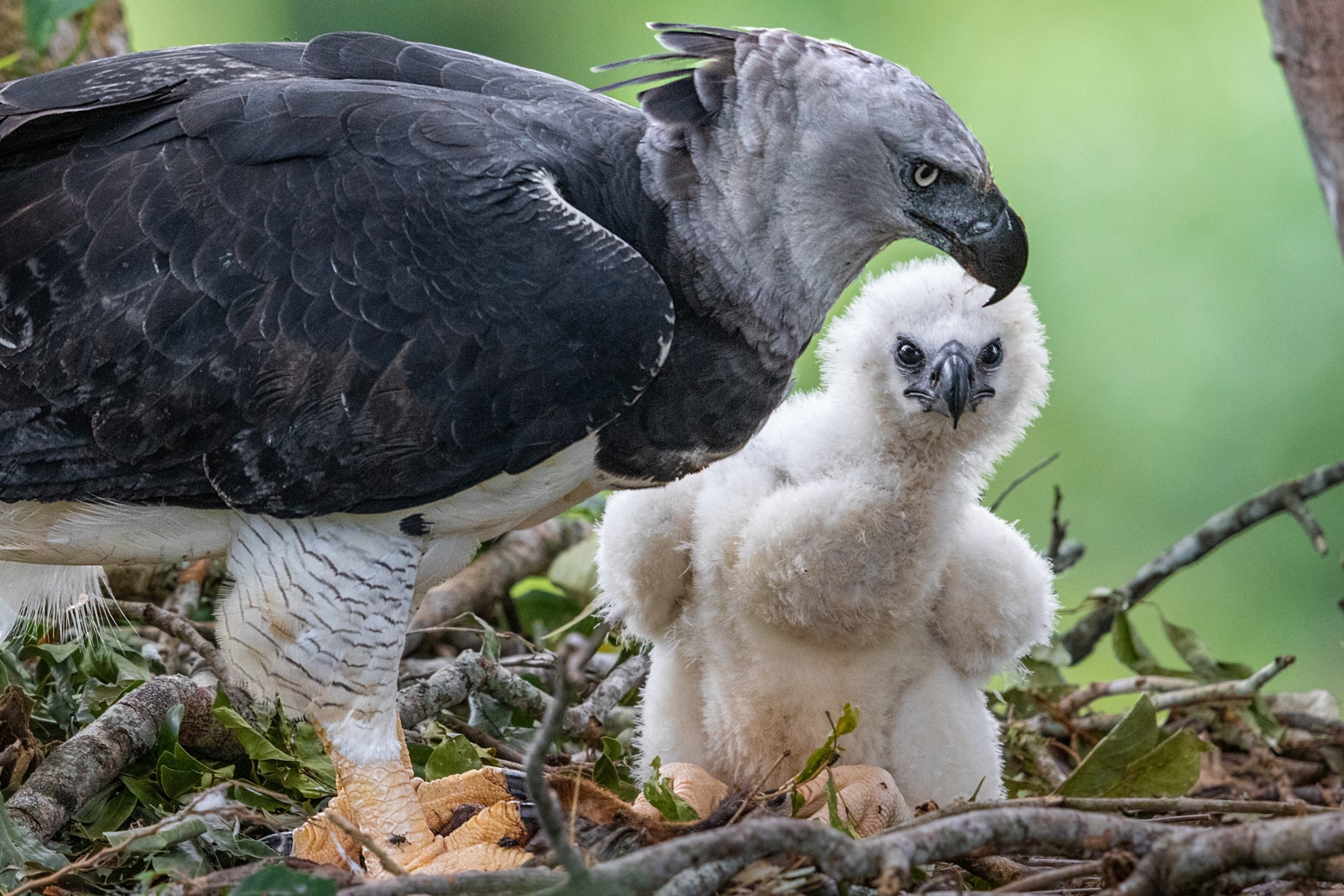 Harpy eagle (Harpia harpyja) in flight, Type of eagle that …