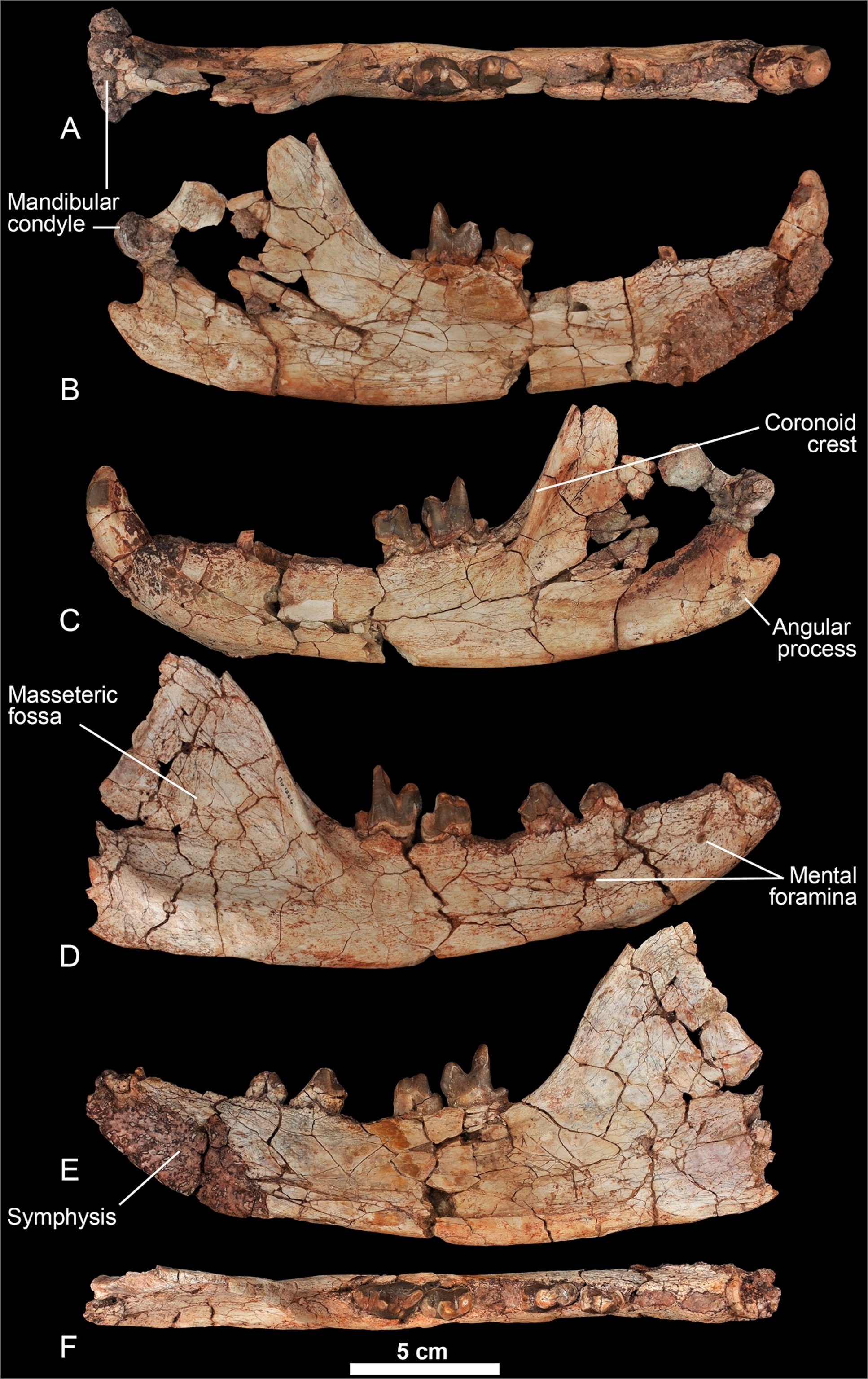 The lower jaws of Kerberos, showing off its bone-cracking back teeth. From Solé et al., 2015.