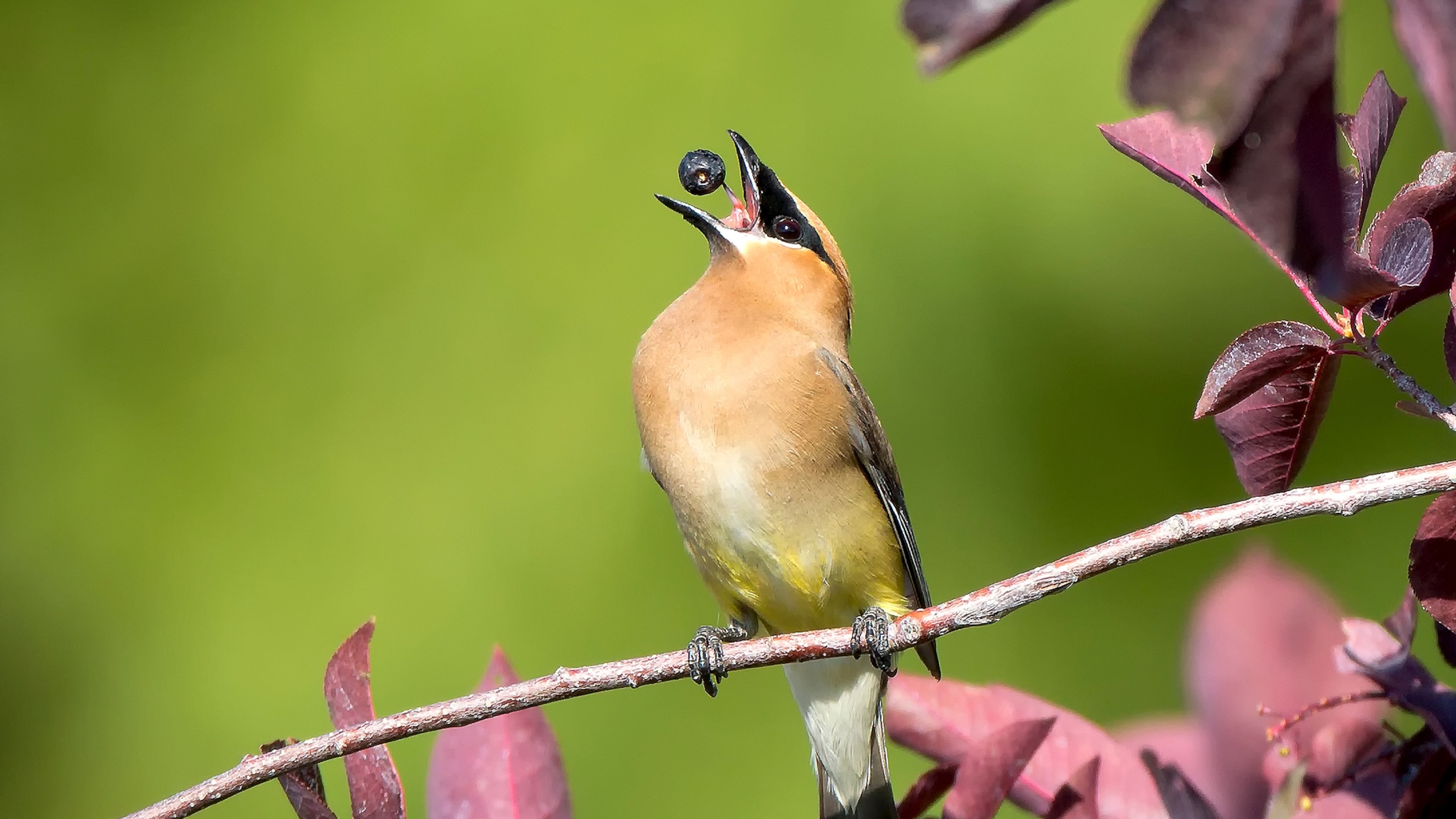 That French deer isn’t the only animal getting 'drunk' on nature