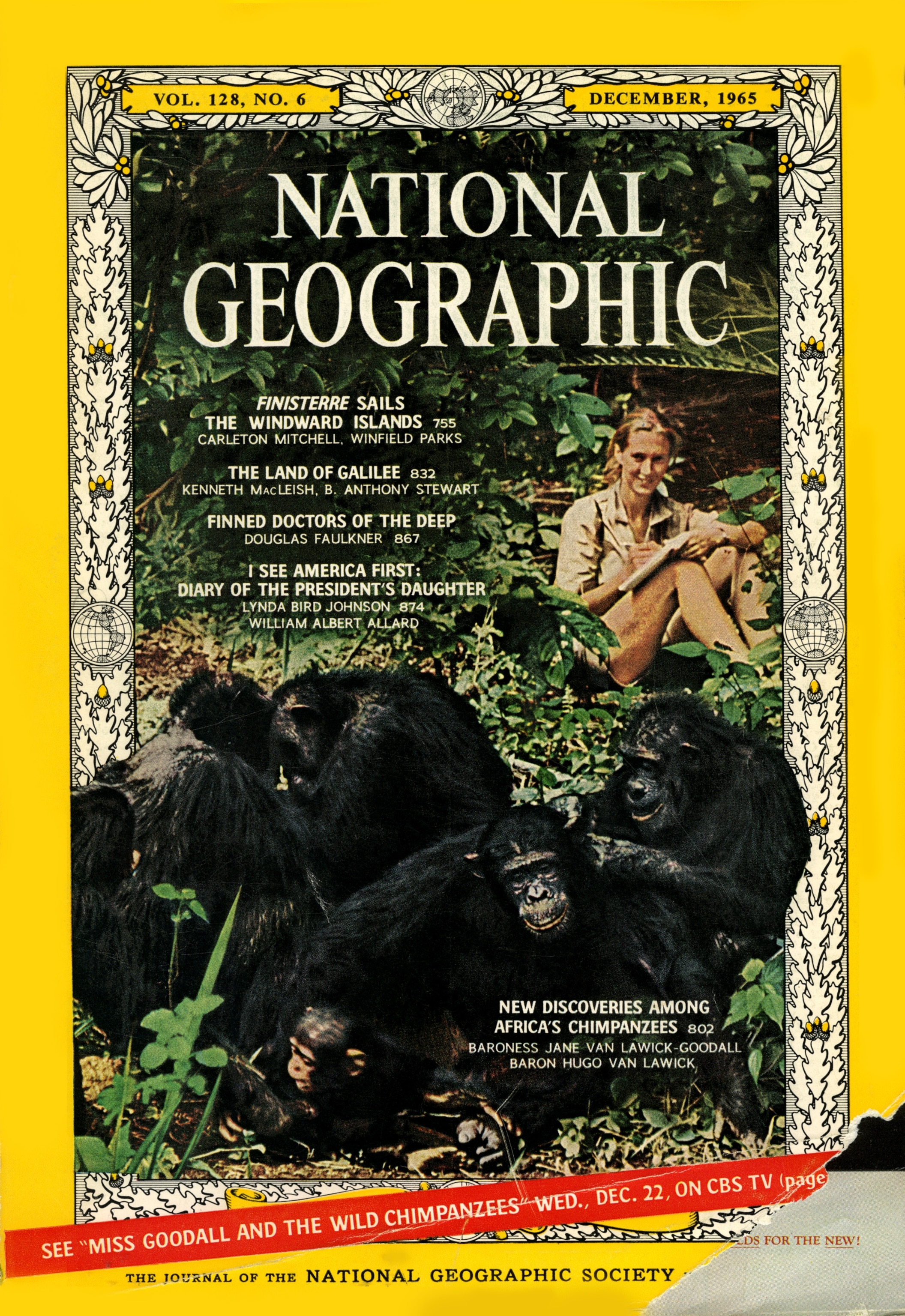 National Geographic Explorer Jane Goodall studies the behavior of wild chimpanzees in Tanzania.