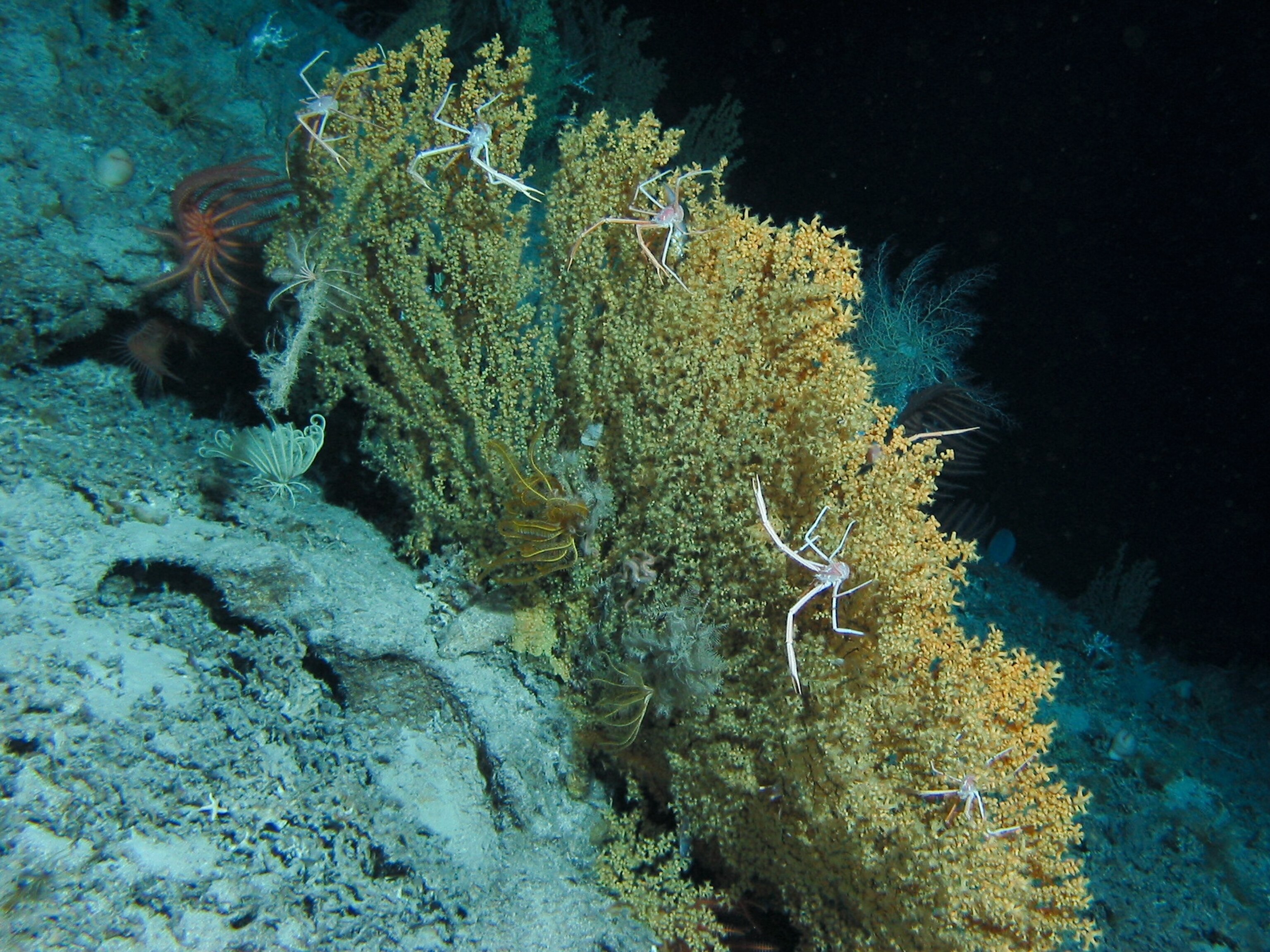 Pictures: Glowing Deep-Sea Creatures Found in Caribbean | National ...