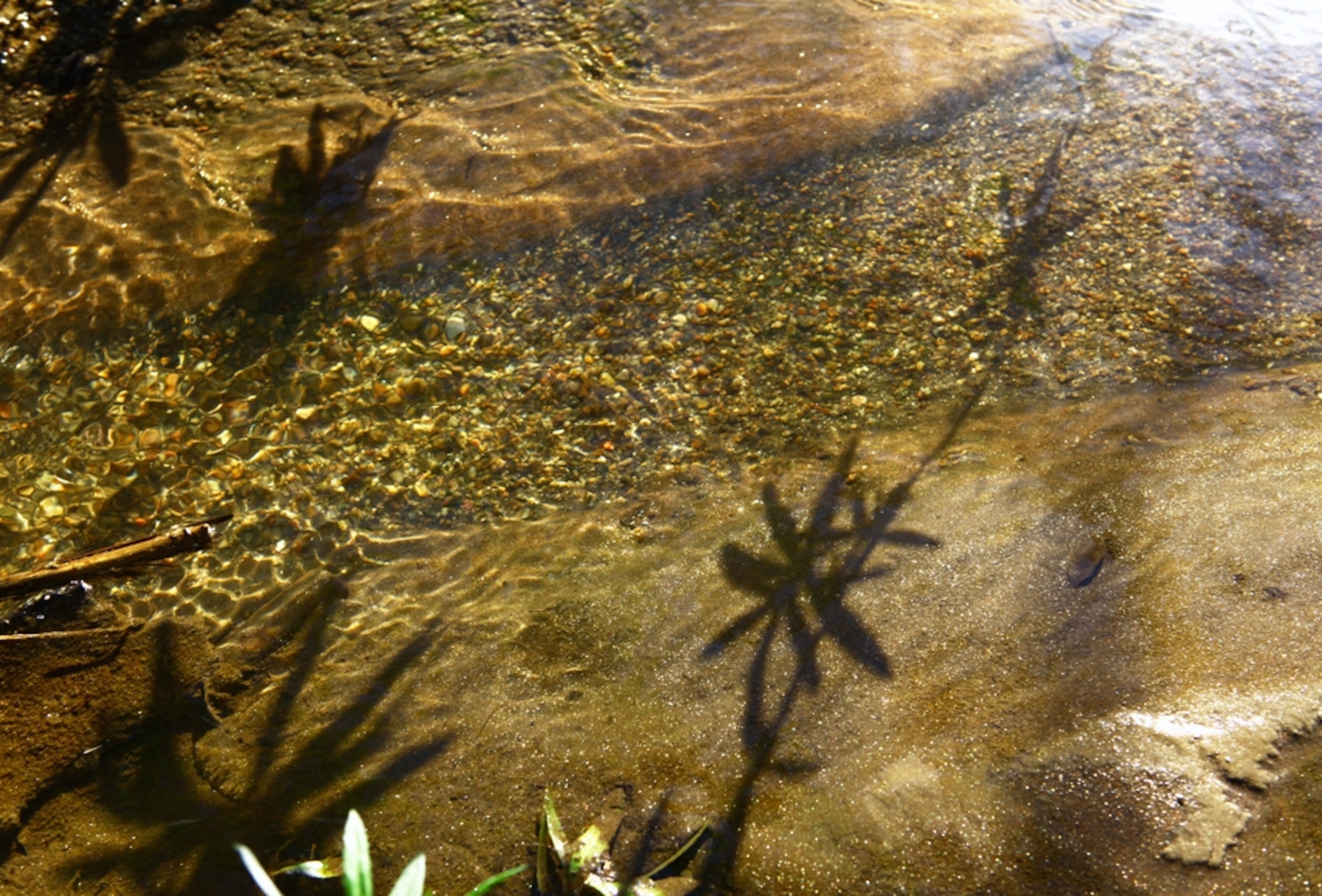 Another beautiful spot in the reclaimed Lakeside River Park on the San Diego River