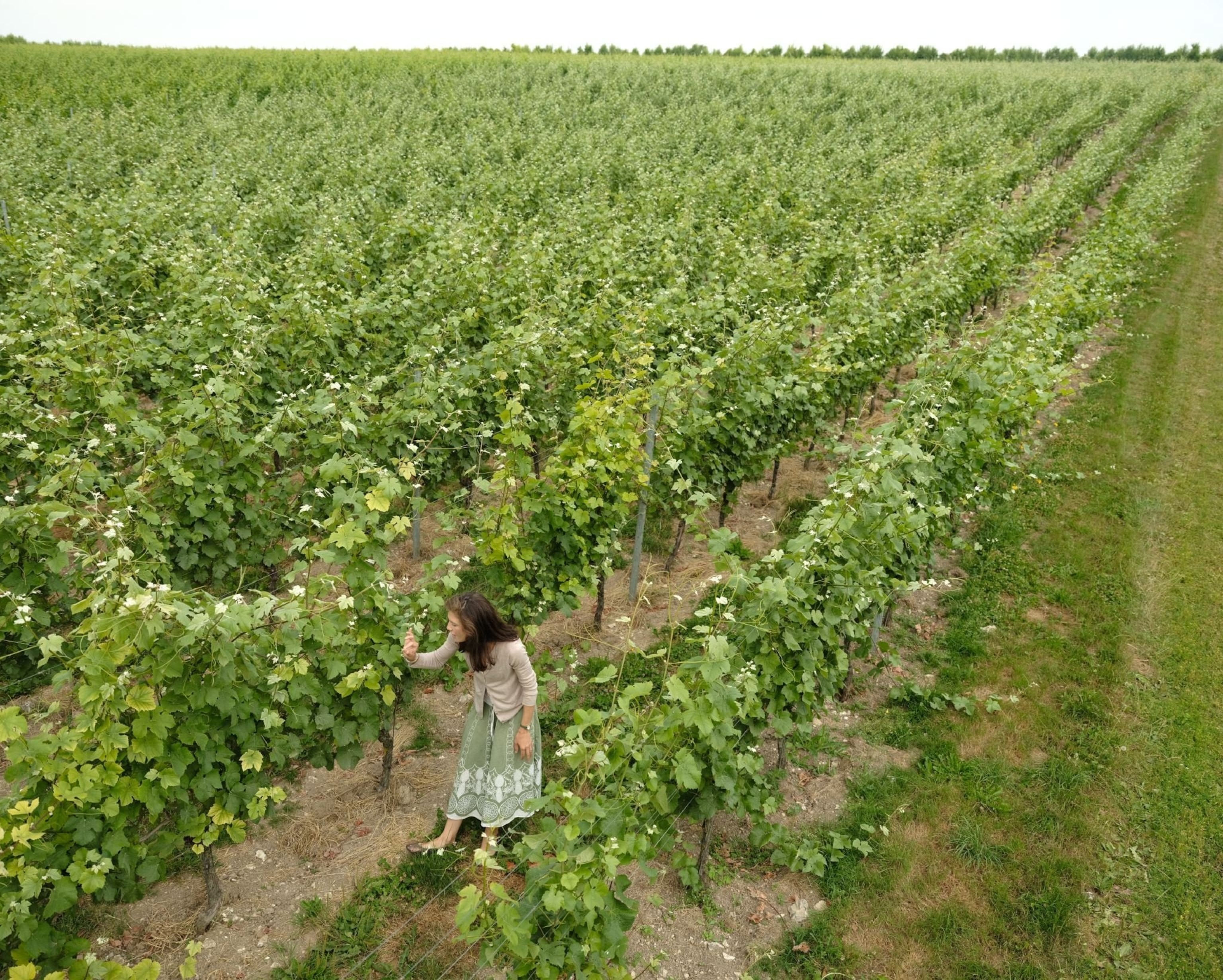 a woman in vineyard, England
