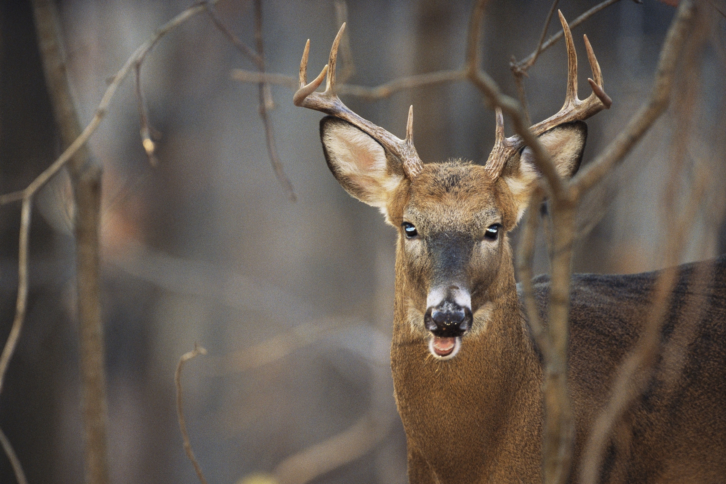 Pictures: 5 Animals That Regrow Body Parts