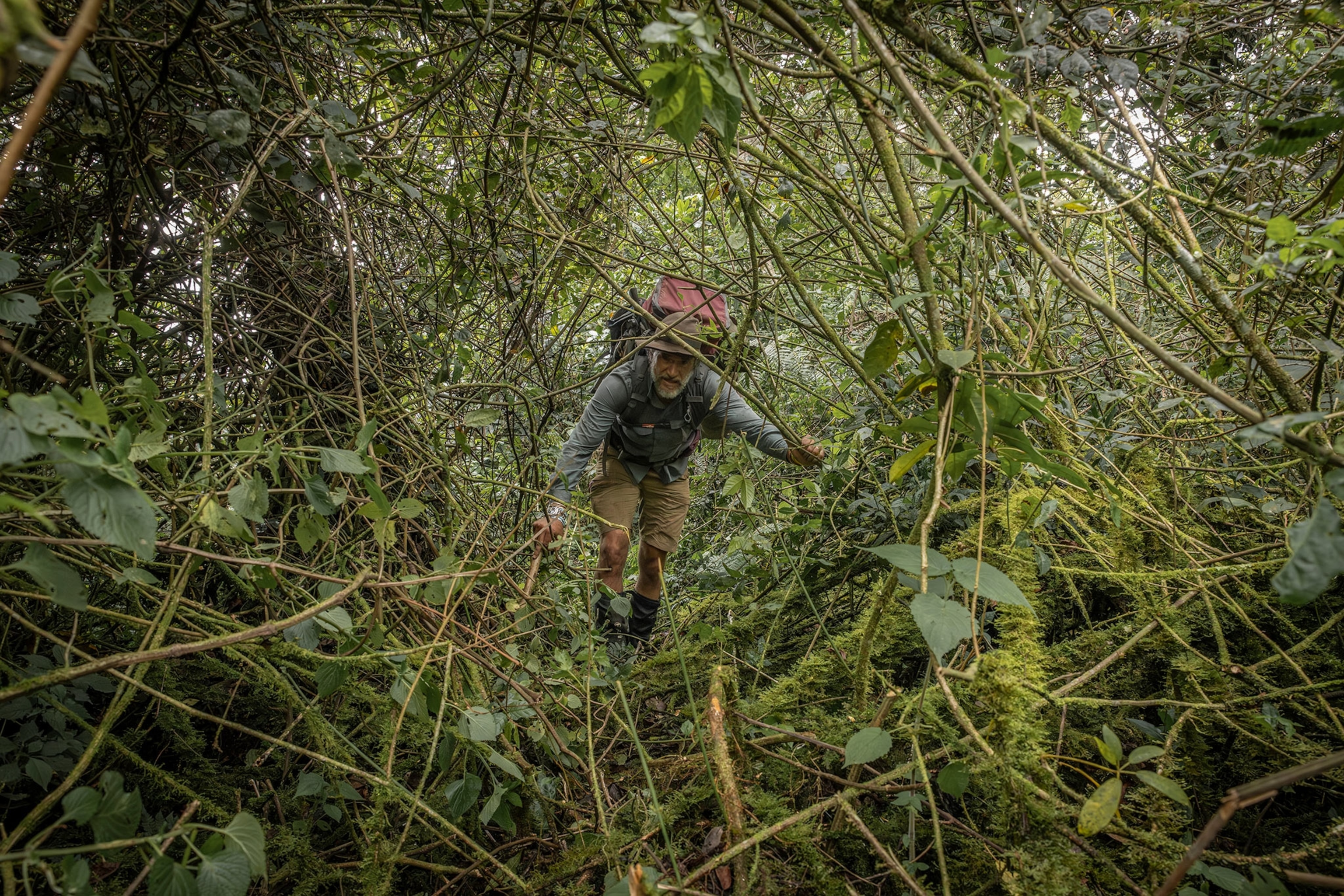 man hiking towards the camera through thick forest