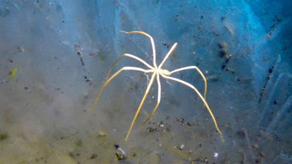Underwater 'Spider' Breathes Through Its Legs