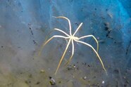 Giant Underwater Spider