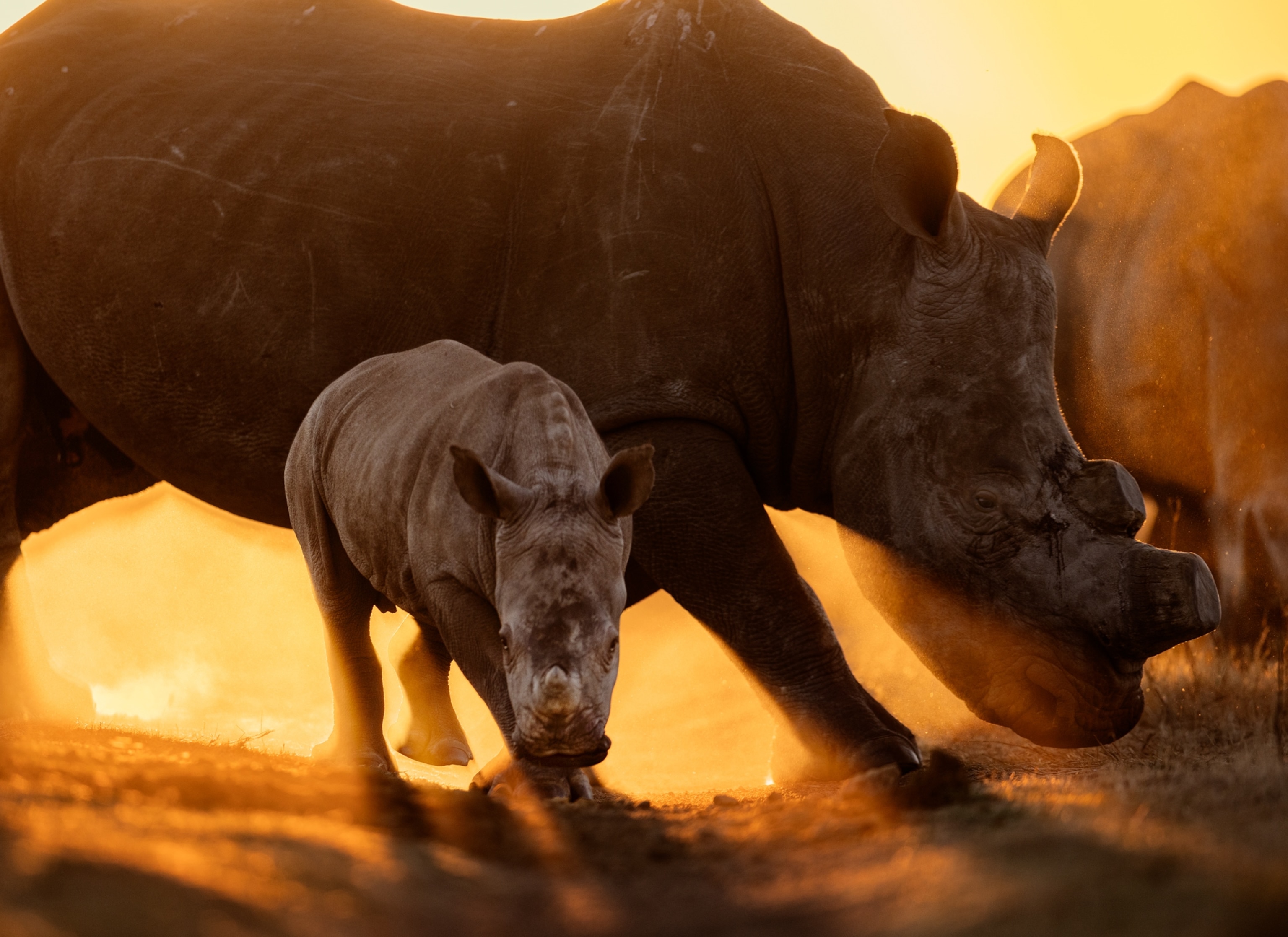 A large adult rhino and a baby rhino walk along a dirt field while yellow sun rays illuminate the space behind them.