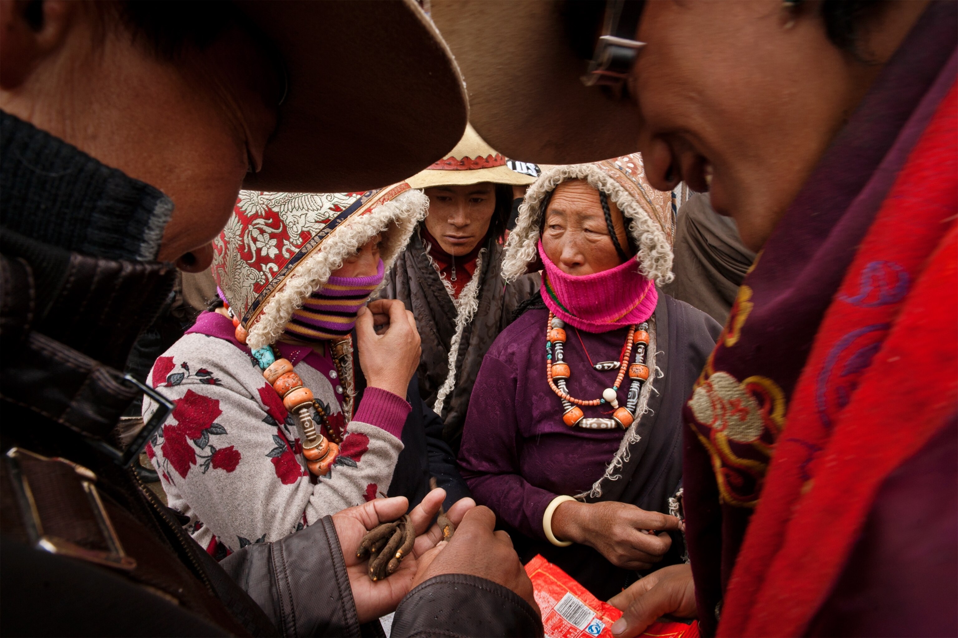Tibetan yartsa gunbu sellers negotiate with urban buyers.