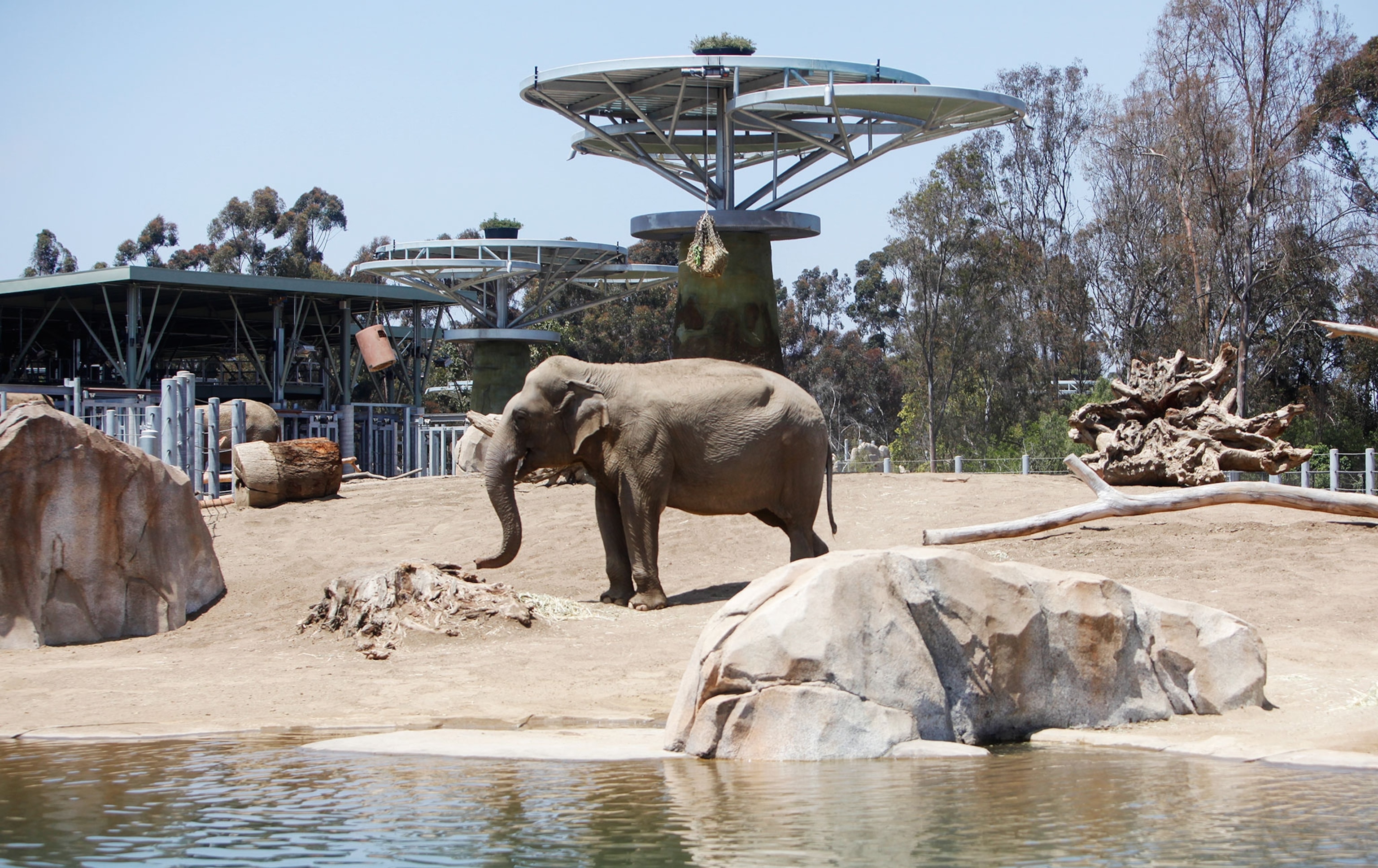 an elephant at the San Diego Zoo