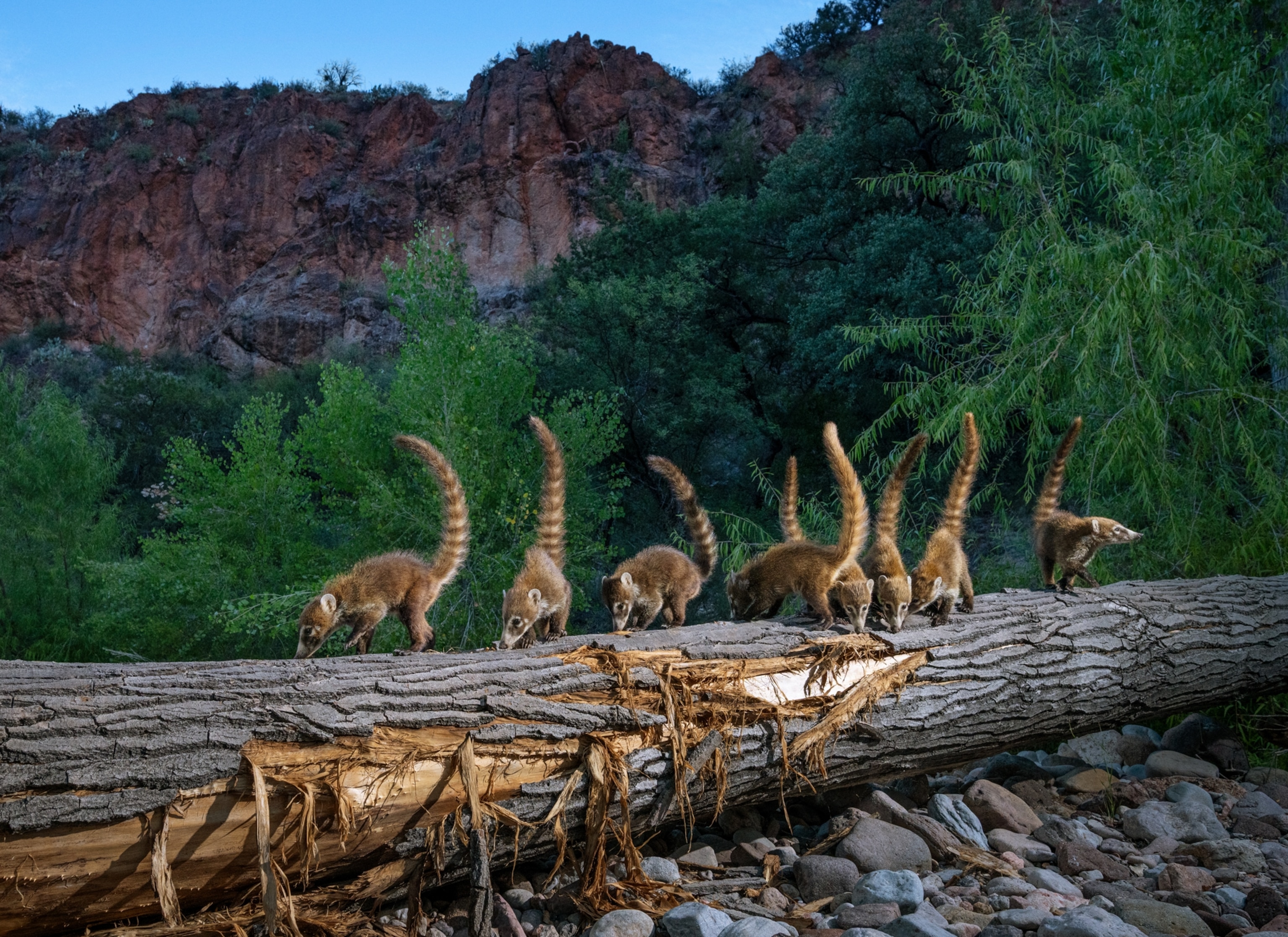 A group of coatis investigate a fallen tree trunk in a riparian corridor within Cuenca Los Ojos, Sonora, Mexico.