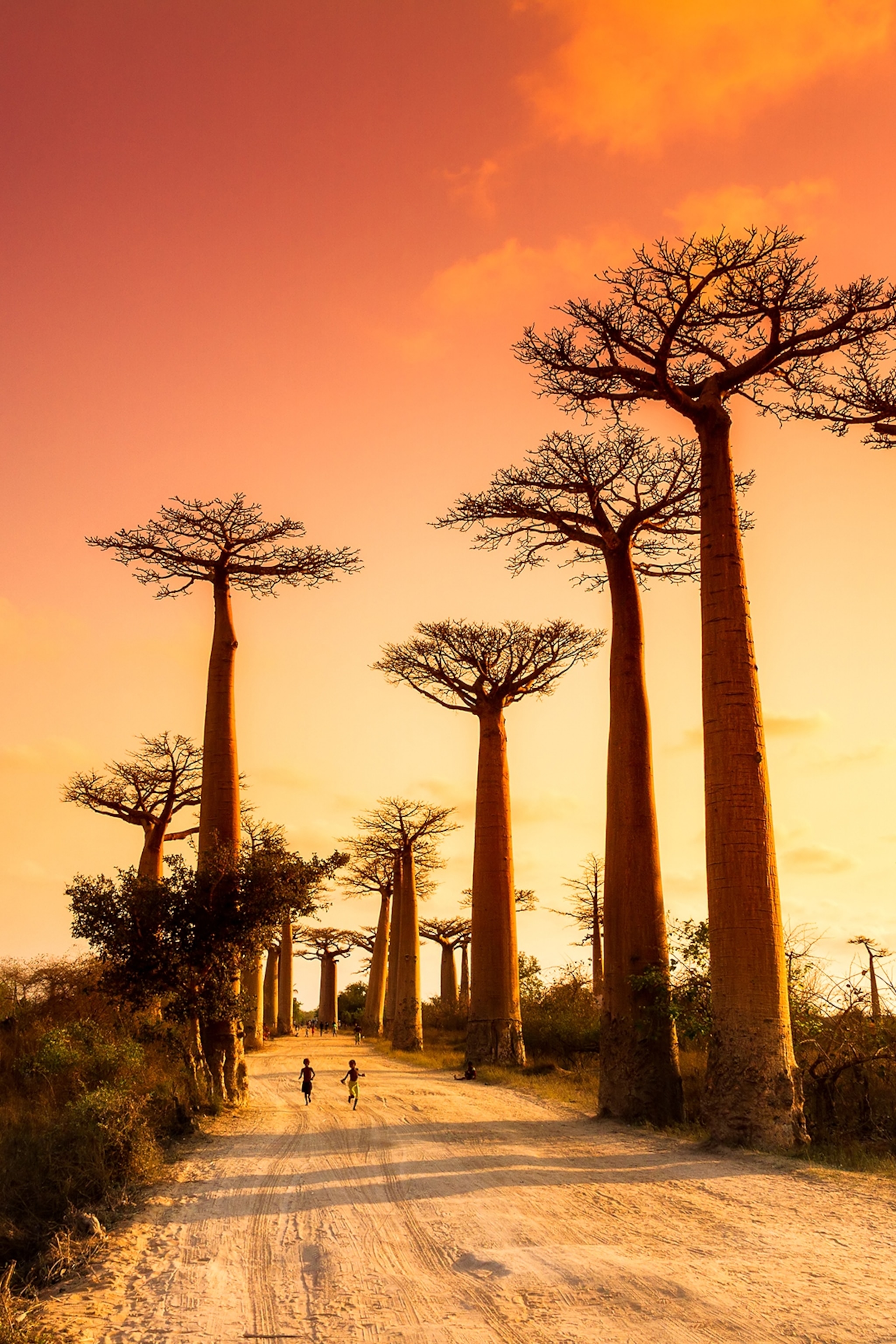 Tall trees in Madagascar with the sun setting behind.