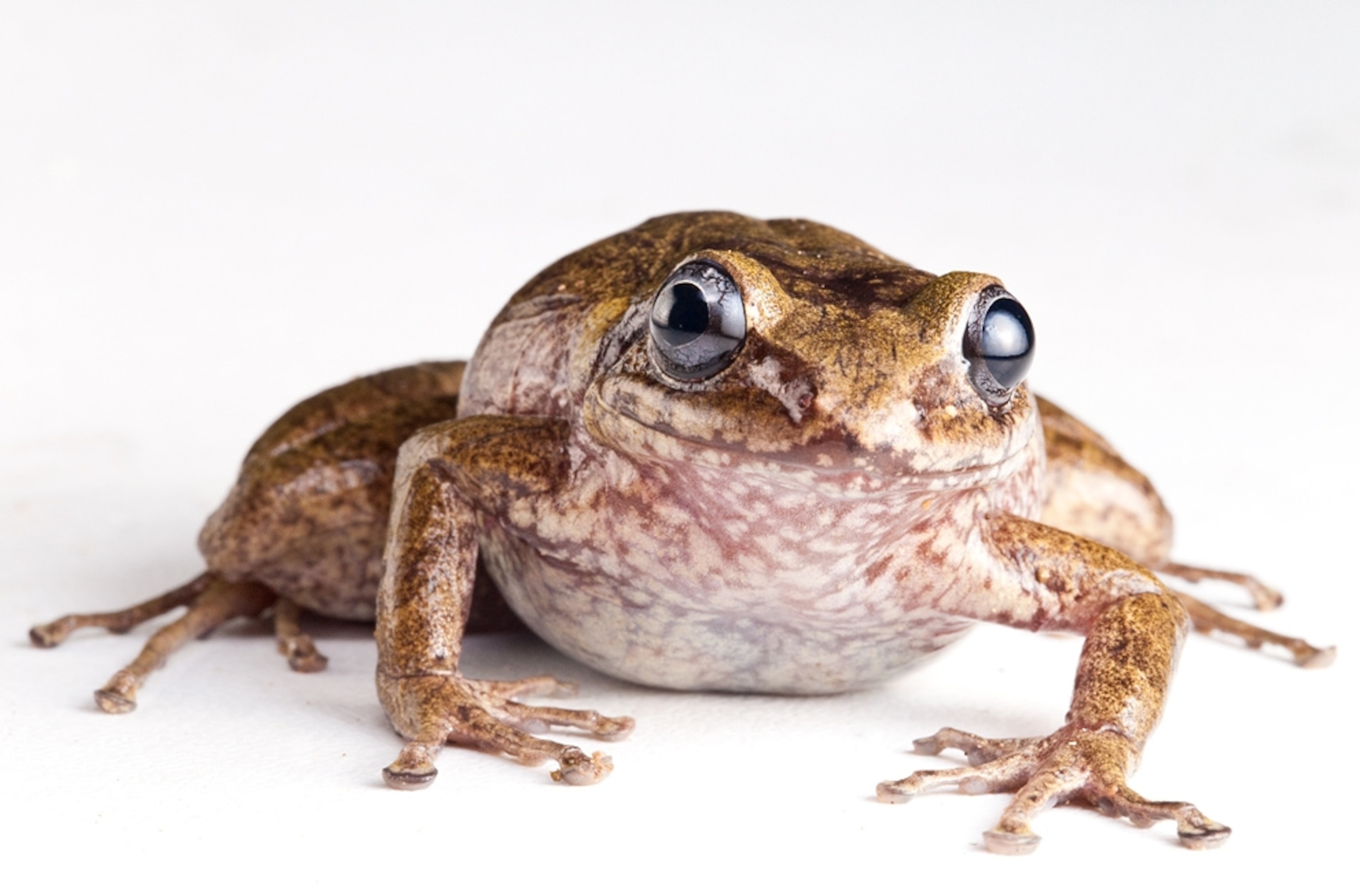Portrait of the La Hotte glanded frog