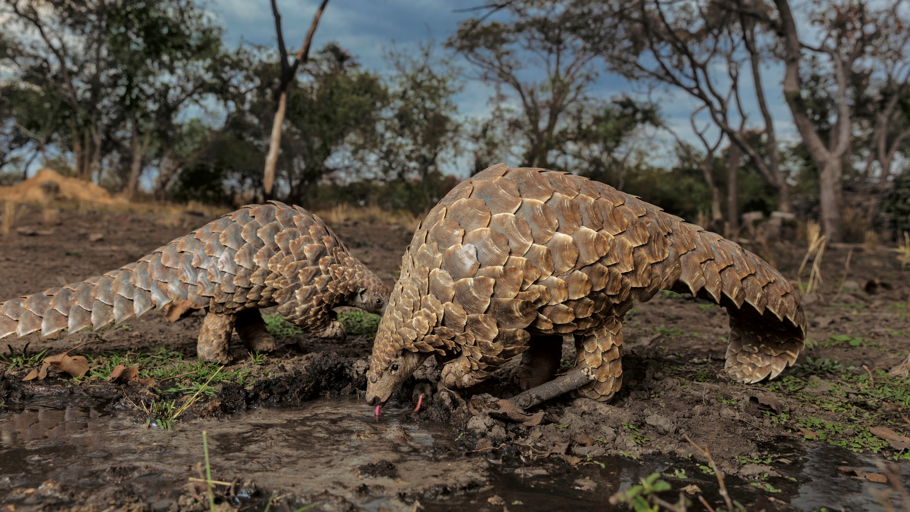 Dramatic rescues of pangolins and other rare wildlife can start with a single message