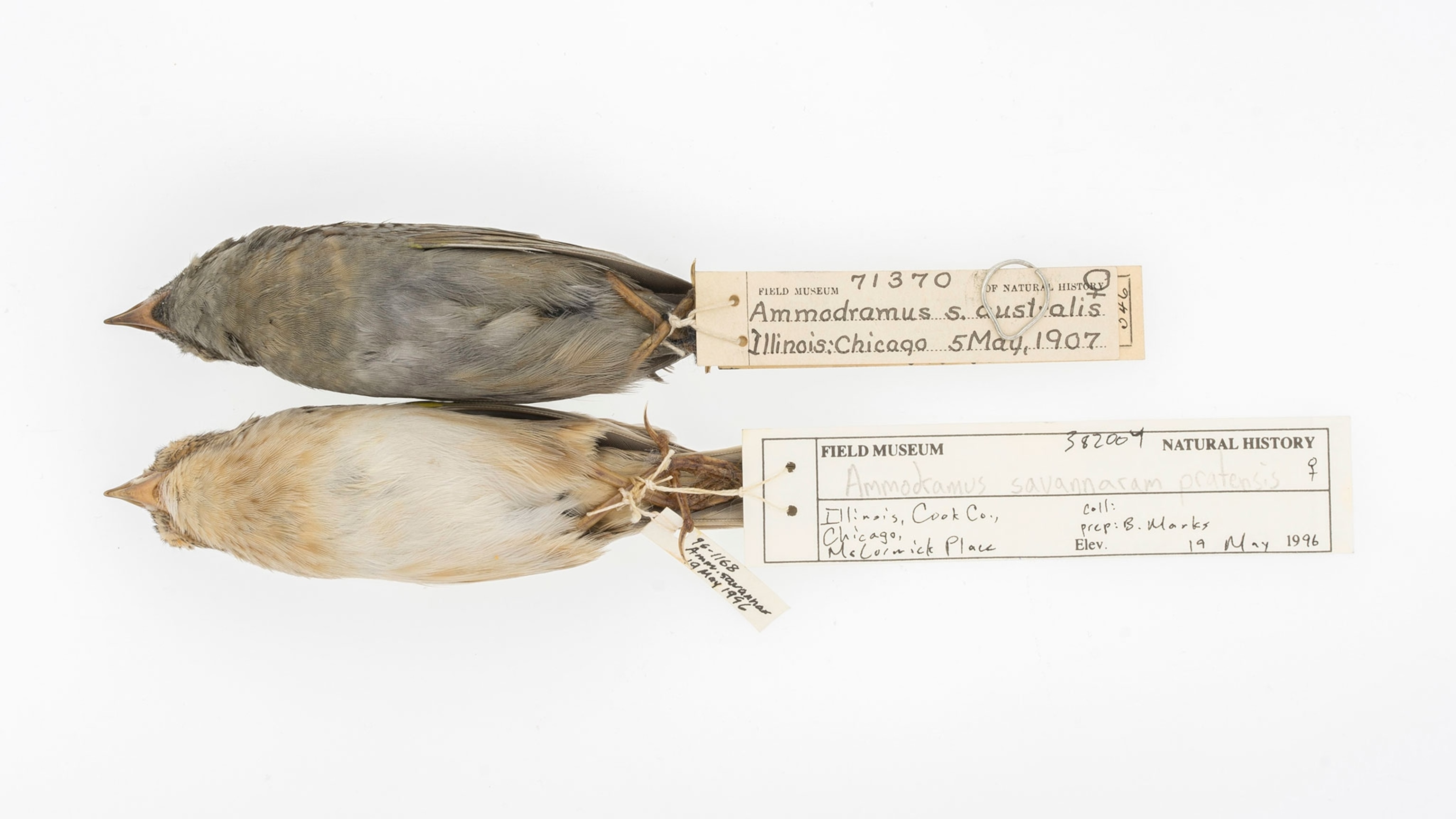 grasshopper sparrows