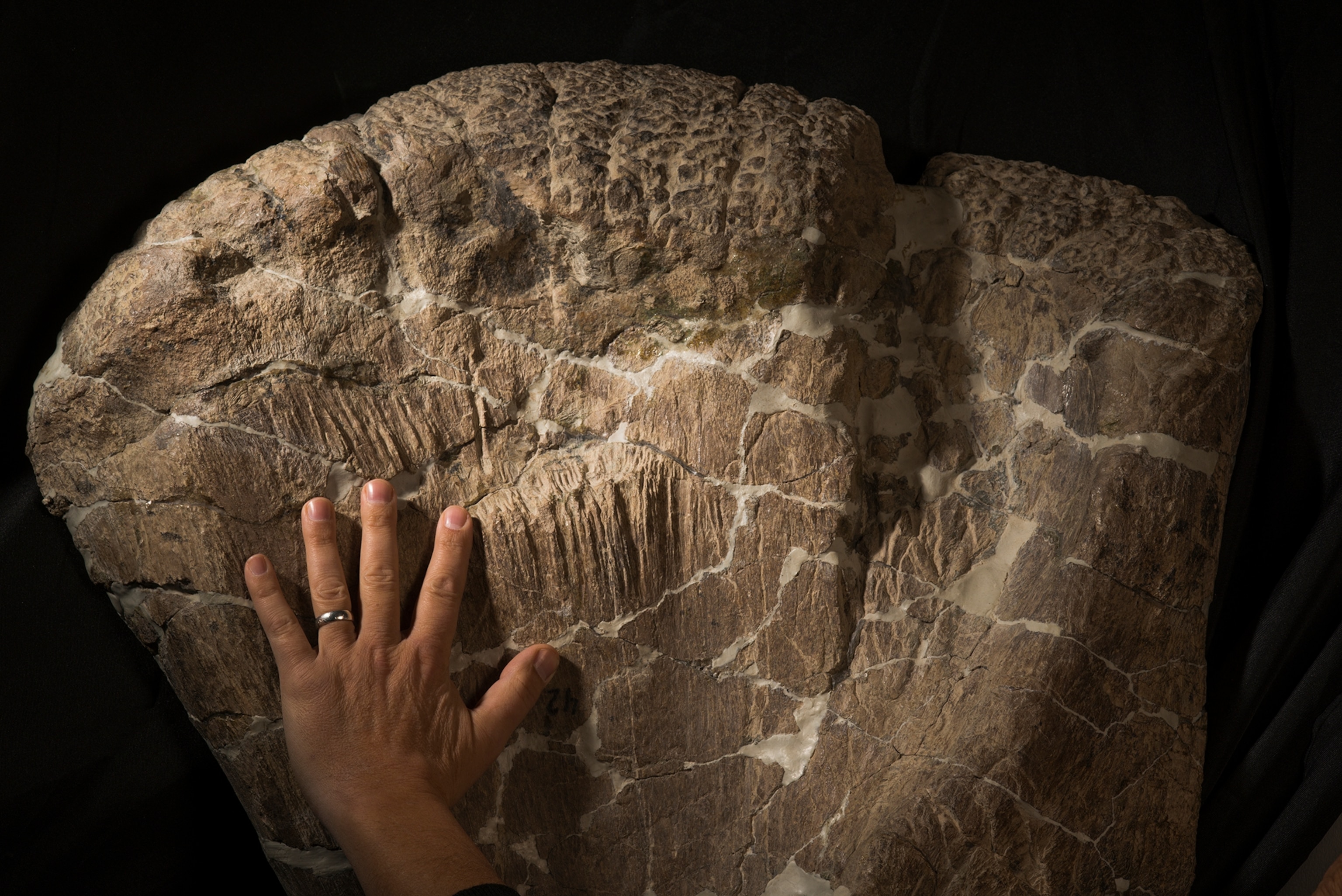 Half of the tail belonging to a Sauropod found in Patagonia.