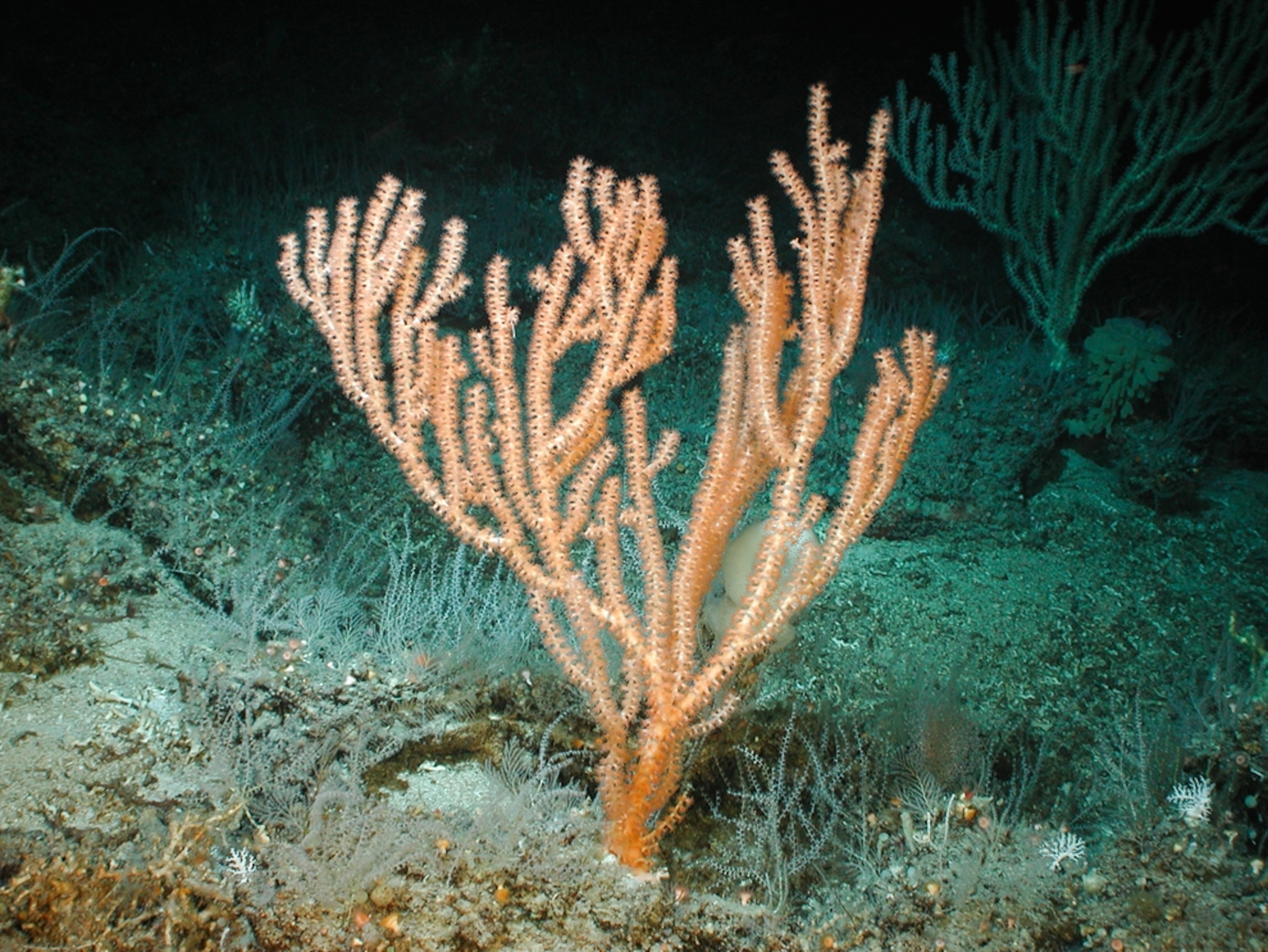 a bioluminescent bamboo coral under artificial light.