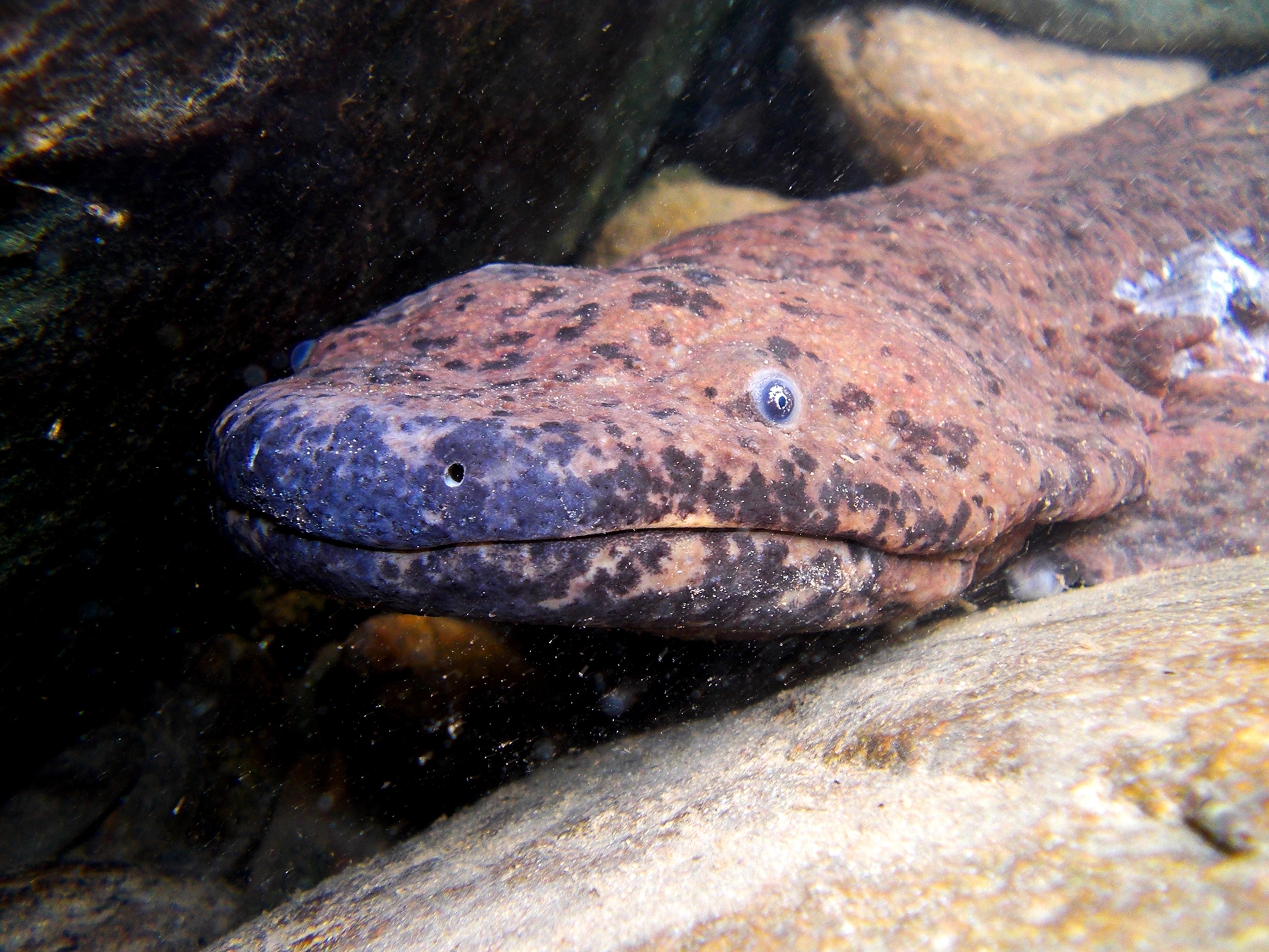 the Chinese giant salamander at the London Zoo
