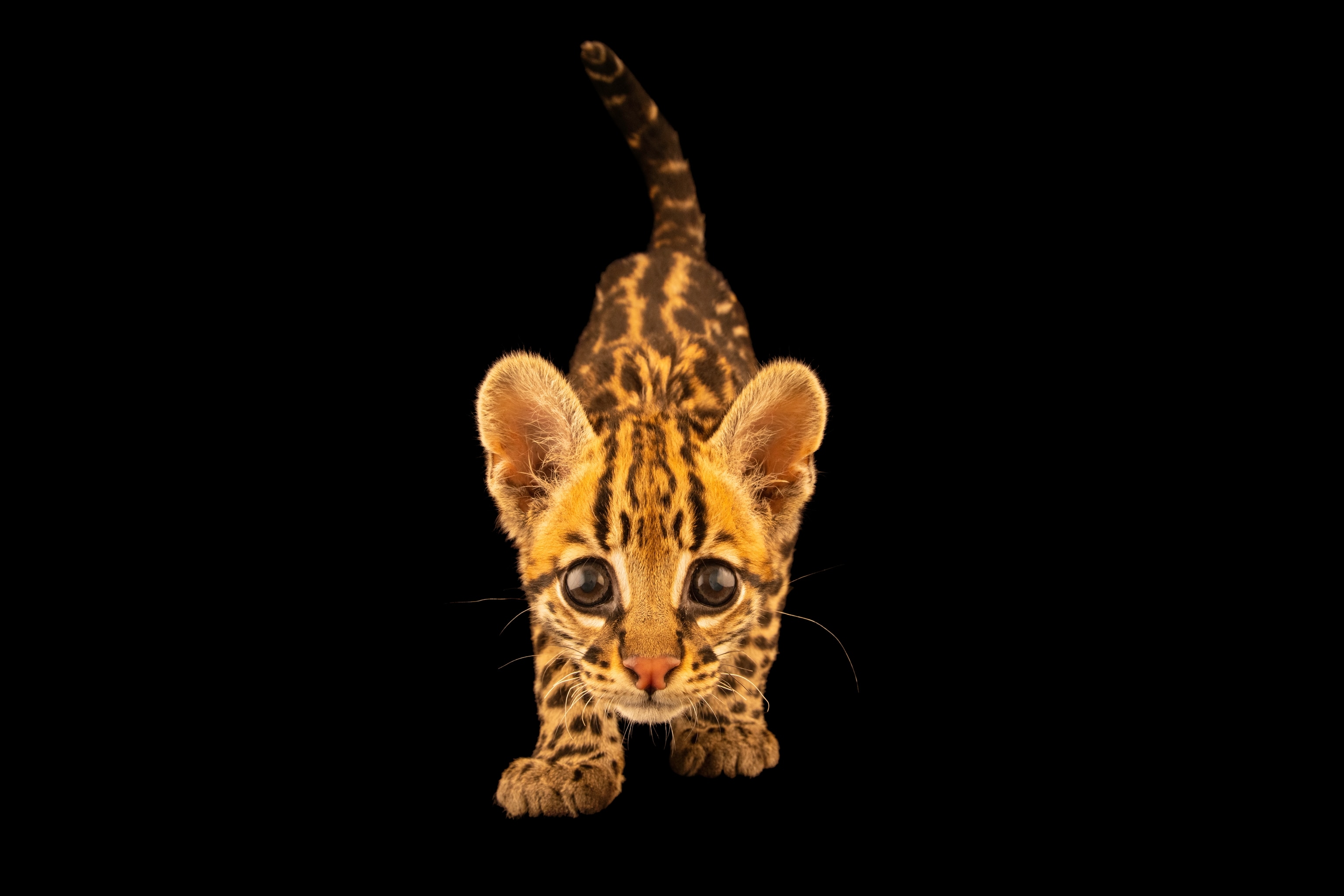 An ocelot, Leopardus pardalis pardalis, at the Toucan Rescue Ranch in San Josecito, Costa Rica, named Maya who is 2 months old.