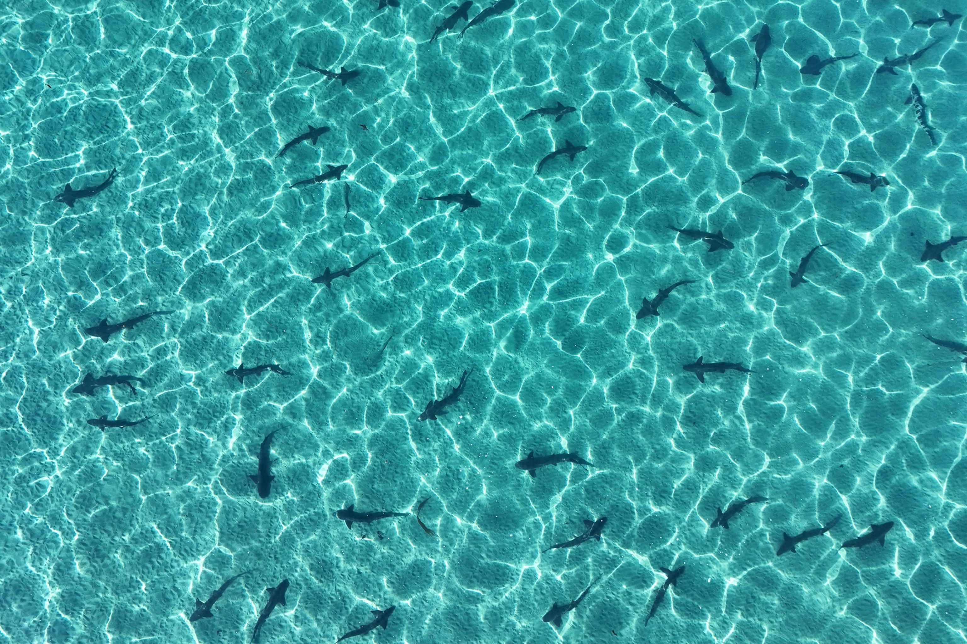 sharks swim in shallow clear water