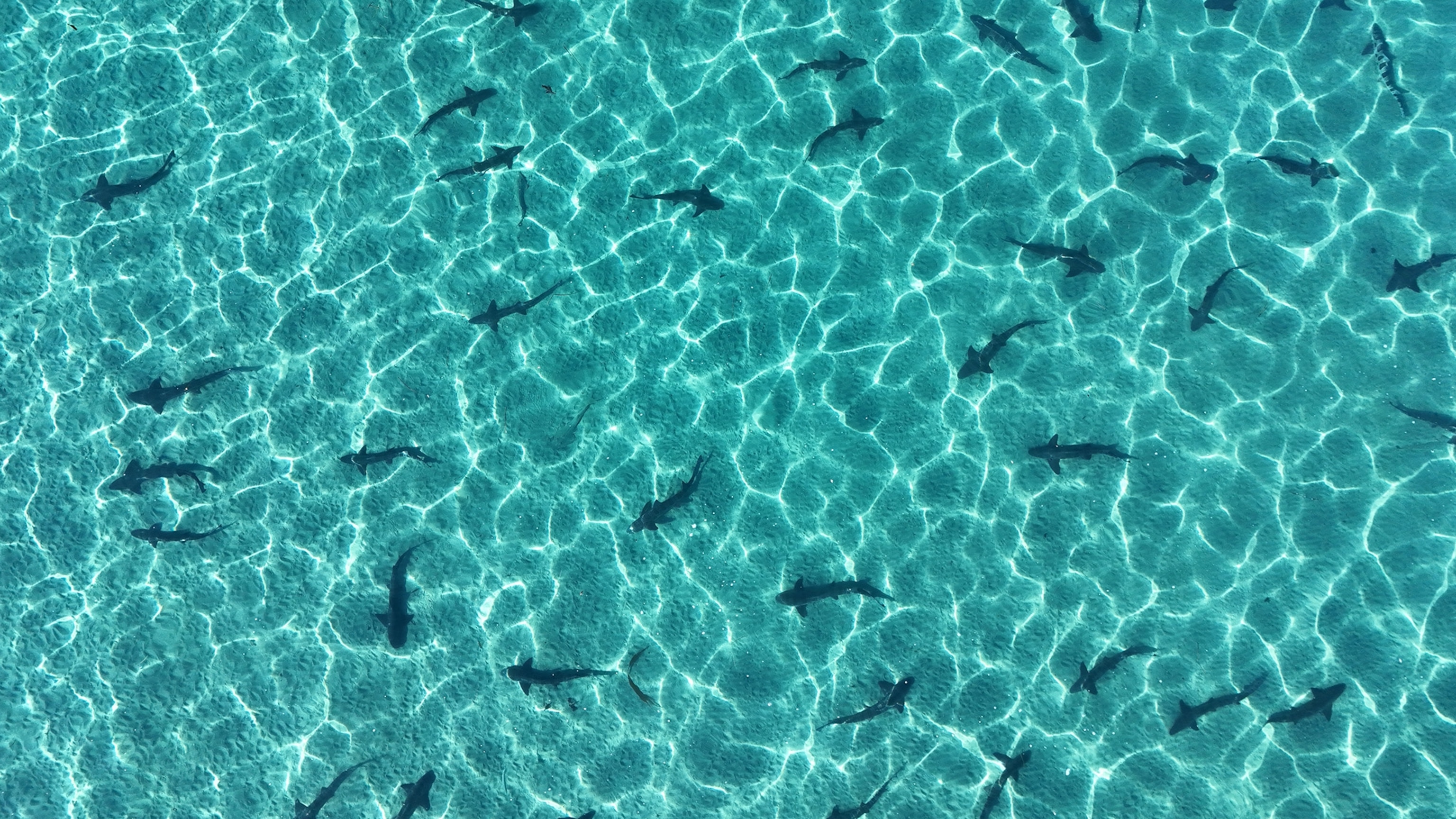 These scientists want to create a shark ‘forecast’ for your next beach trip