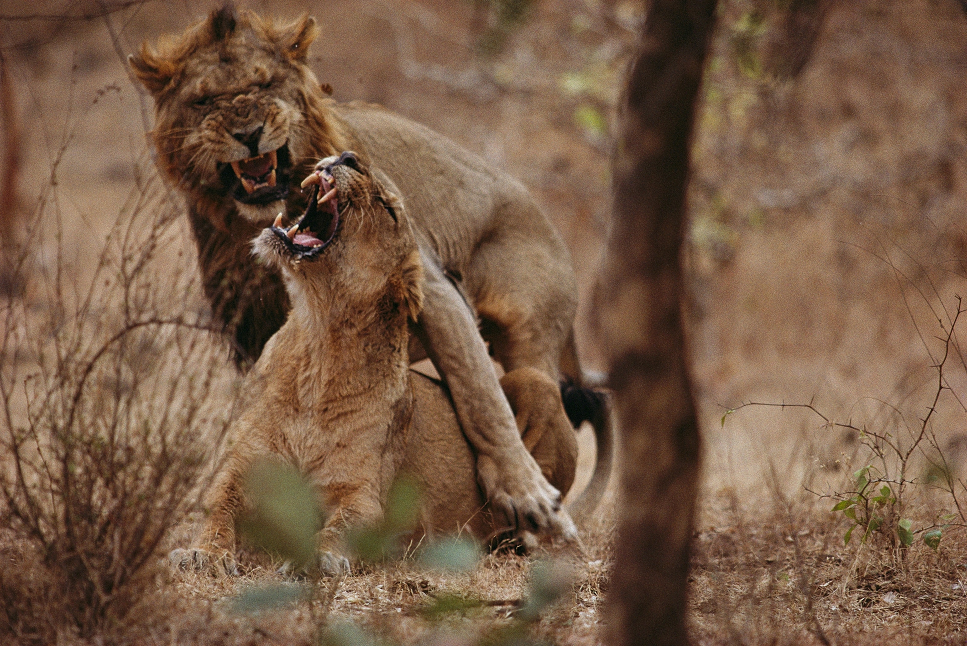 Mating Asian lions.