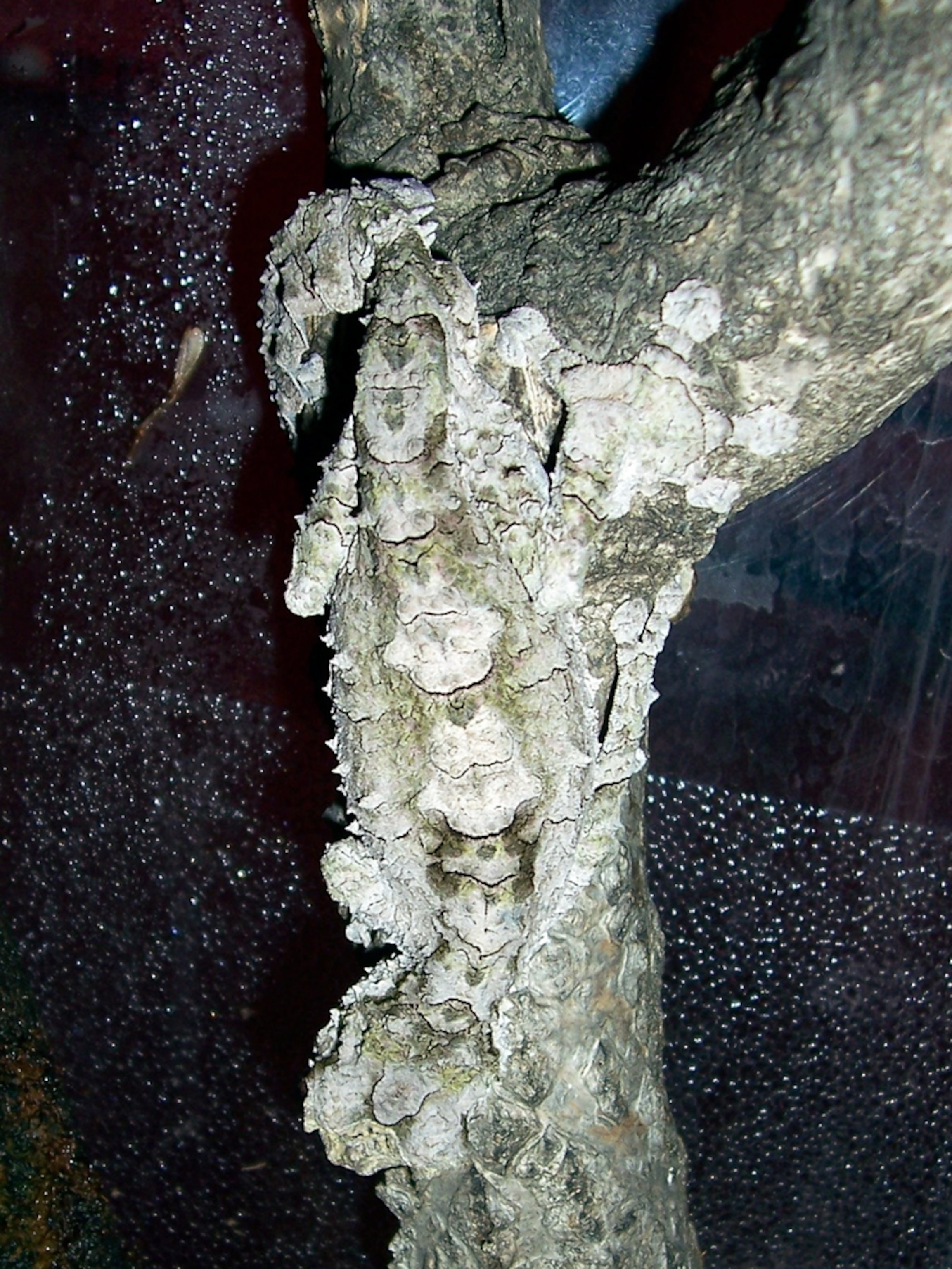 the cork bark leaf-tailed gecko Uroplatus pietschmanni, one of the new species found in Madagascar