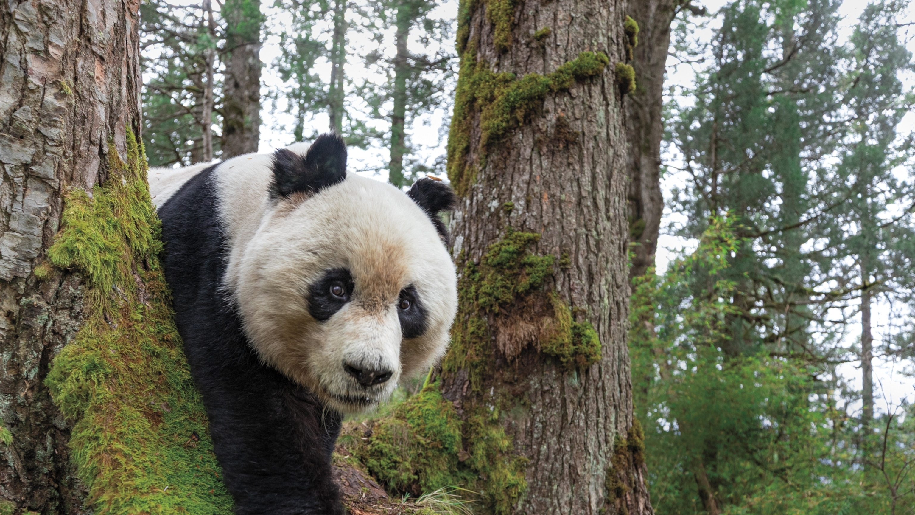 Revealing a rare look at China’s elusive giant panda