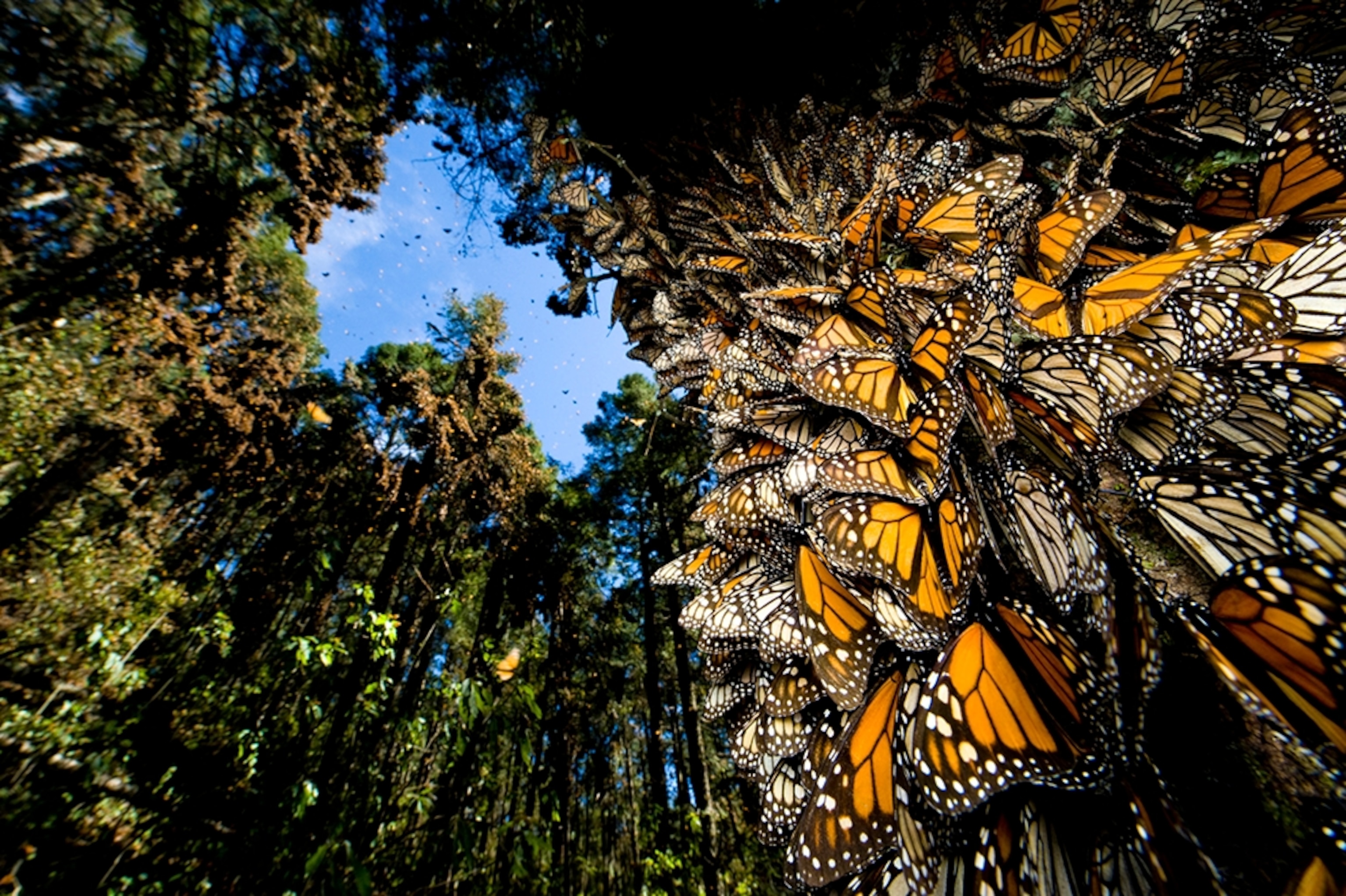 monarch butterflies in Sierra Chincua, Mexico