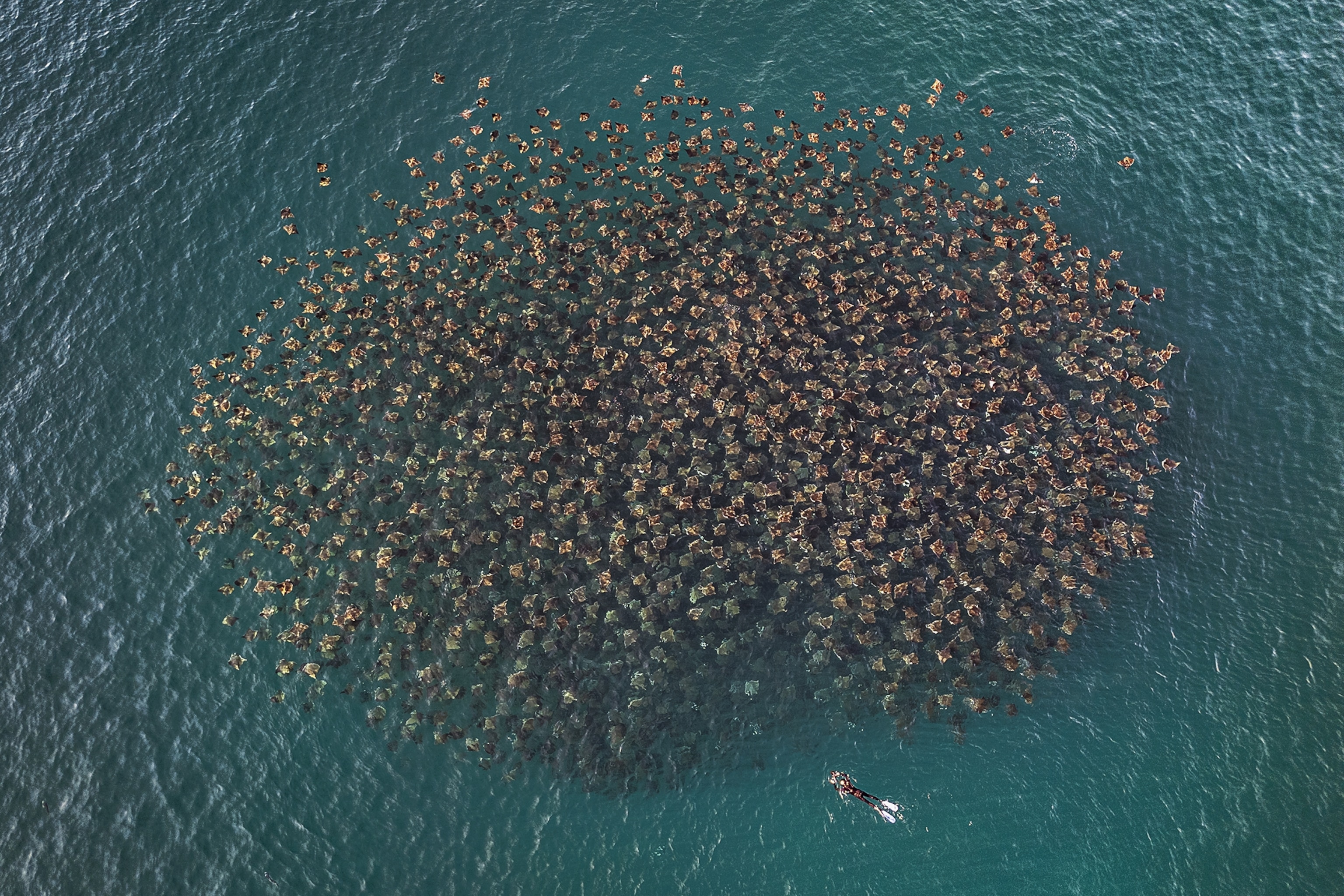 An aerial shot of a cloud of devil rays in the ocean as a diver approaches on one side.