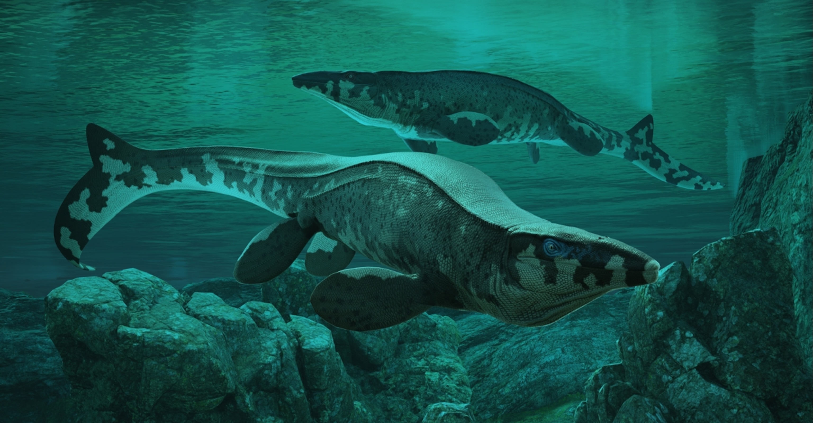 An illustration depicting two prehistoric marine reptiles swimming underwater near rocky terrain. Their bodies have dark and light patterned skin and paddle-like limbs.