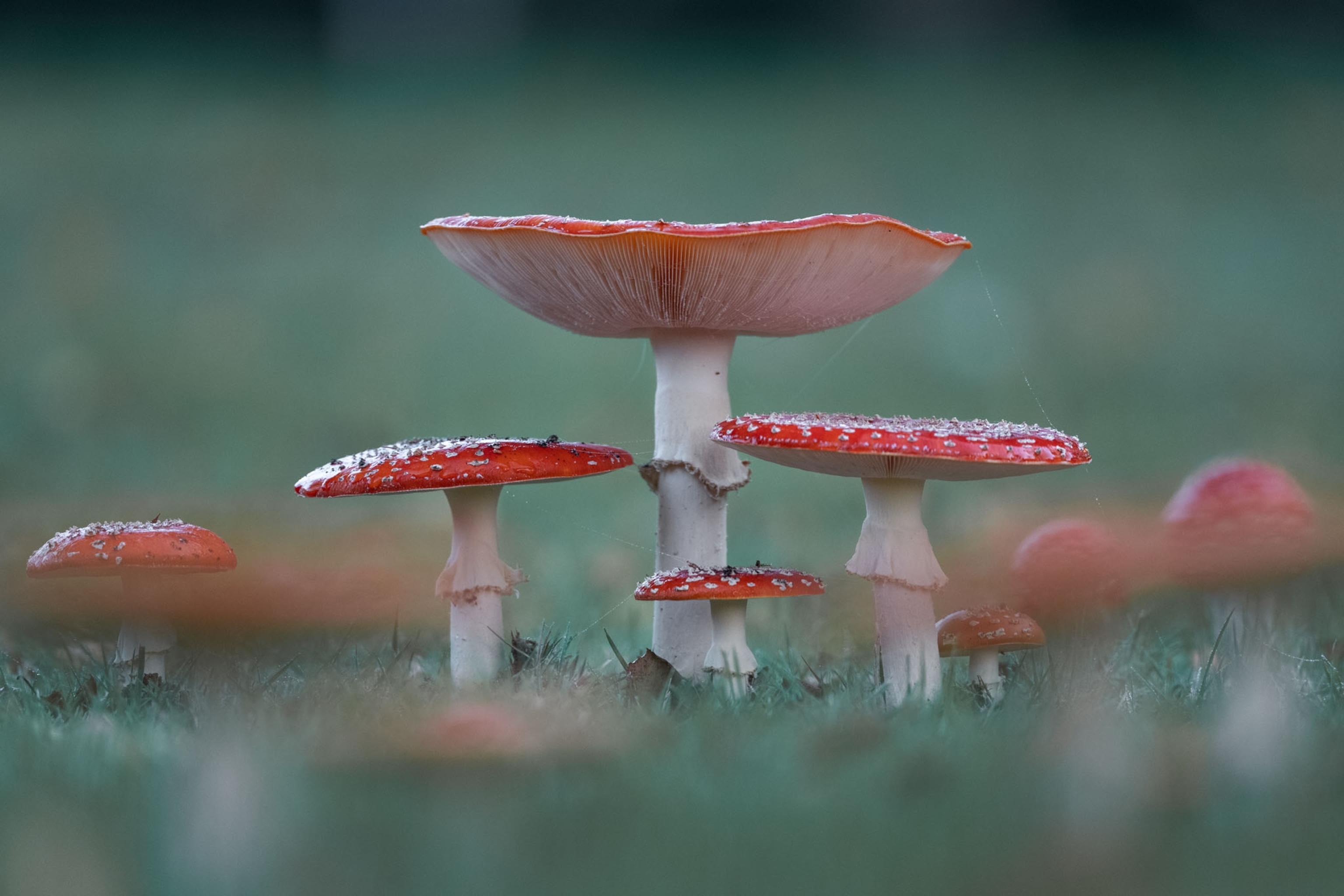 tall mushrooms with wide flat red caps.