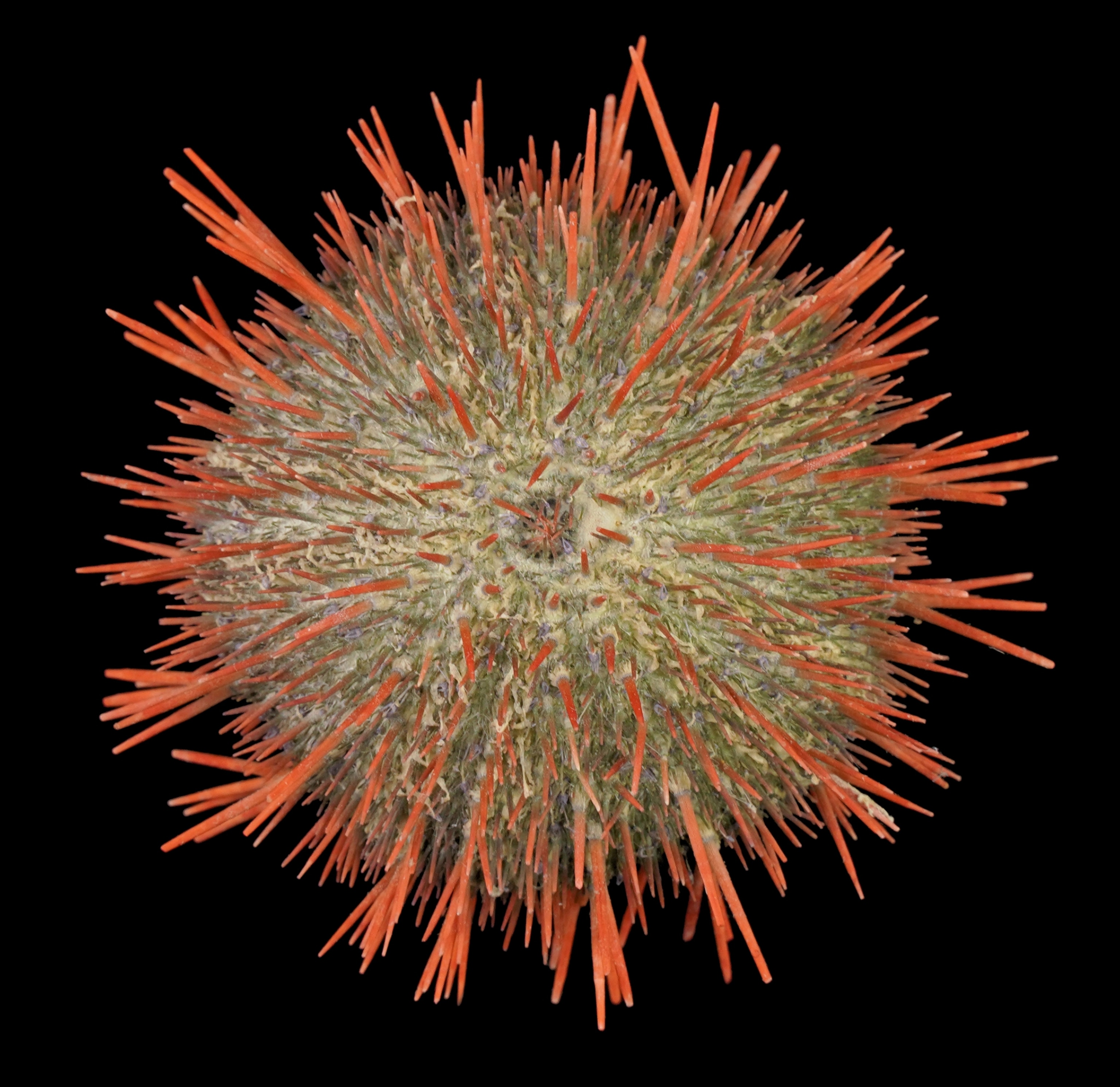 Brown glob with bright orange spikes.