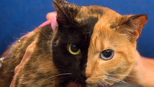 Venus The Two Faced Cat Still A Mystery