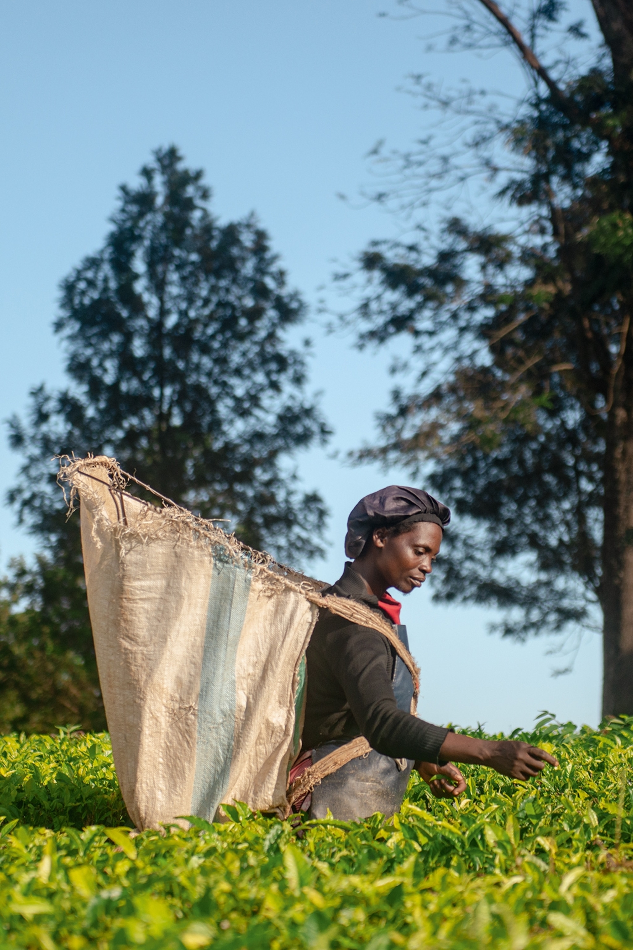 A woman tea picker on the field with a woven basket on her back.
