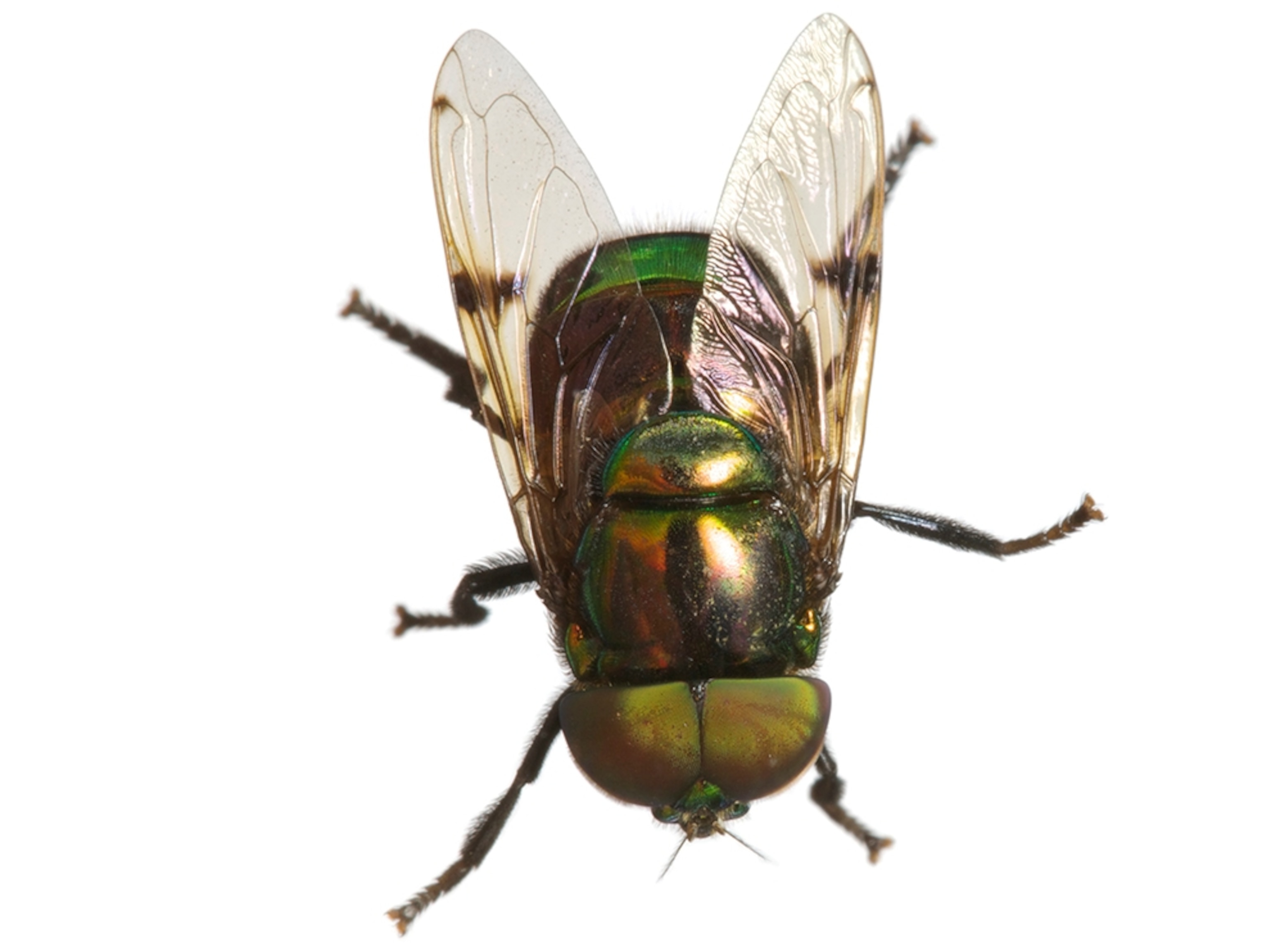 Common Name: Green hover fly, Scientific Name: Ornidia obesa, Magnification: 1x,
