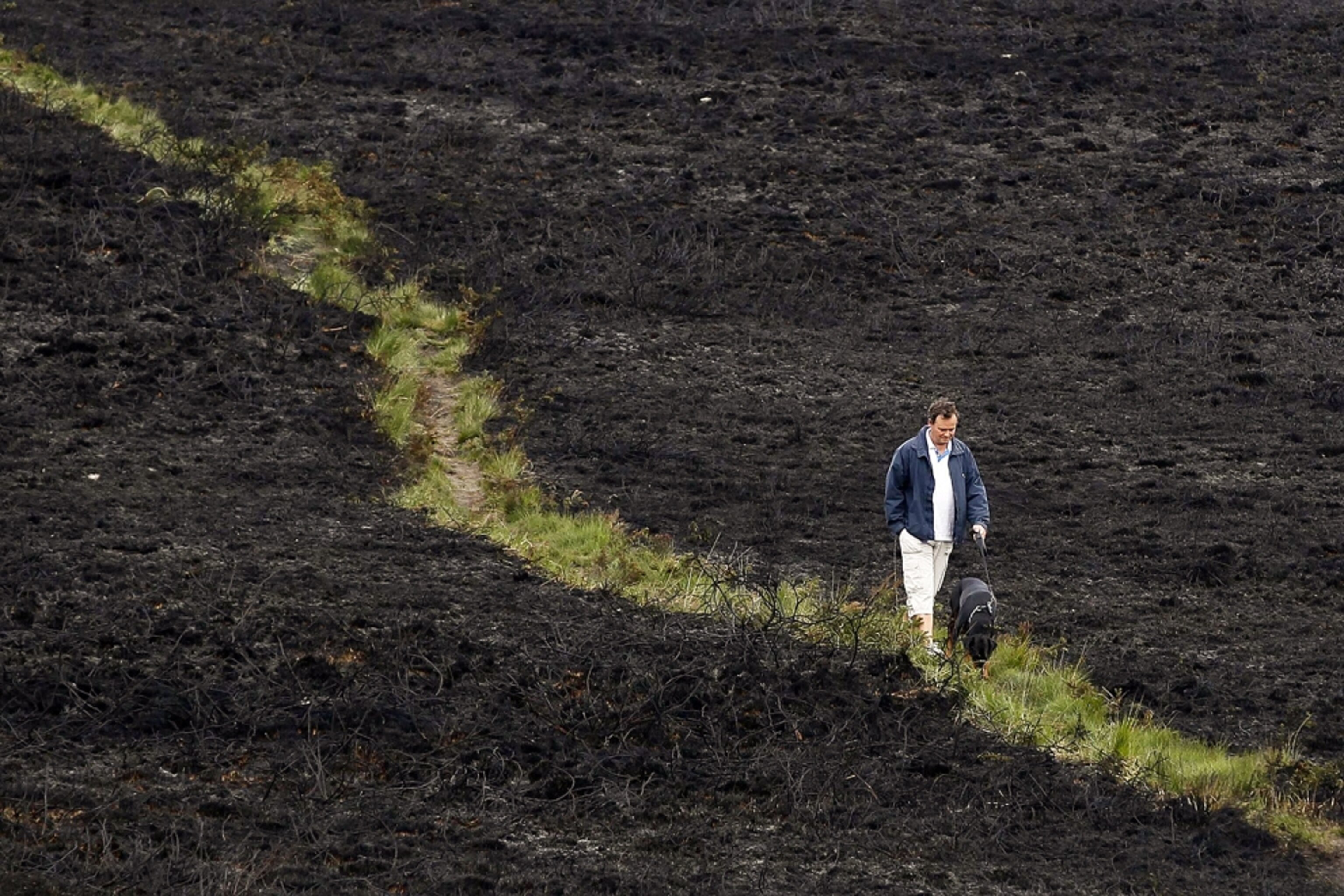 a man walking his dog near land burned by a wildfire in the U.K.