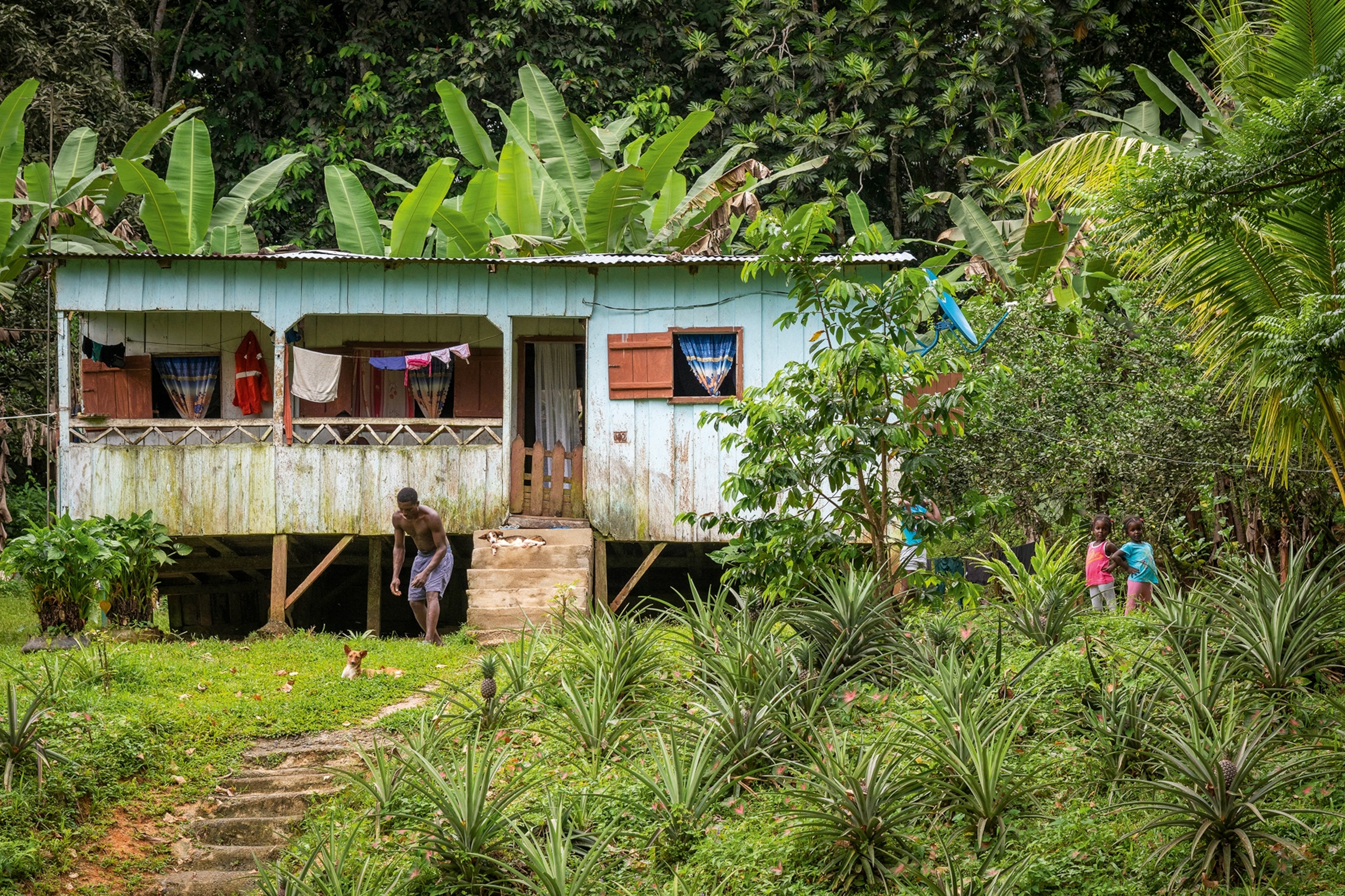 A tropical forest scene with a simple bungalow home and a garden.