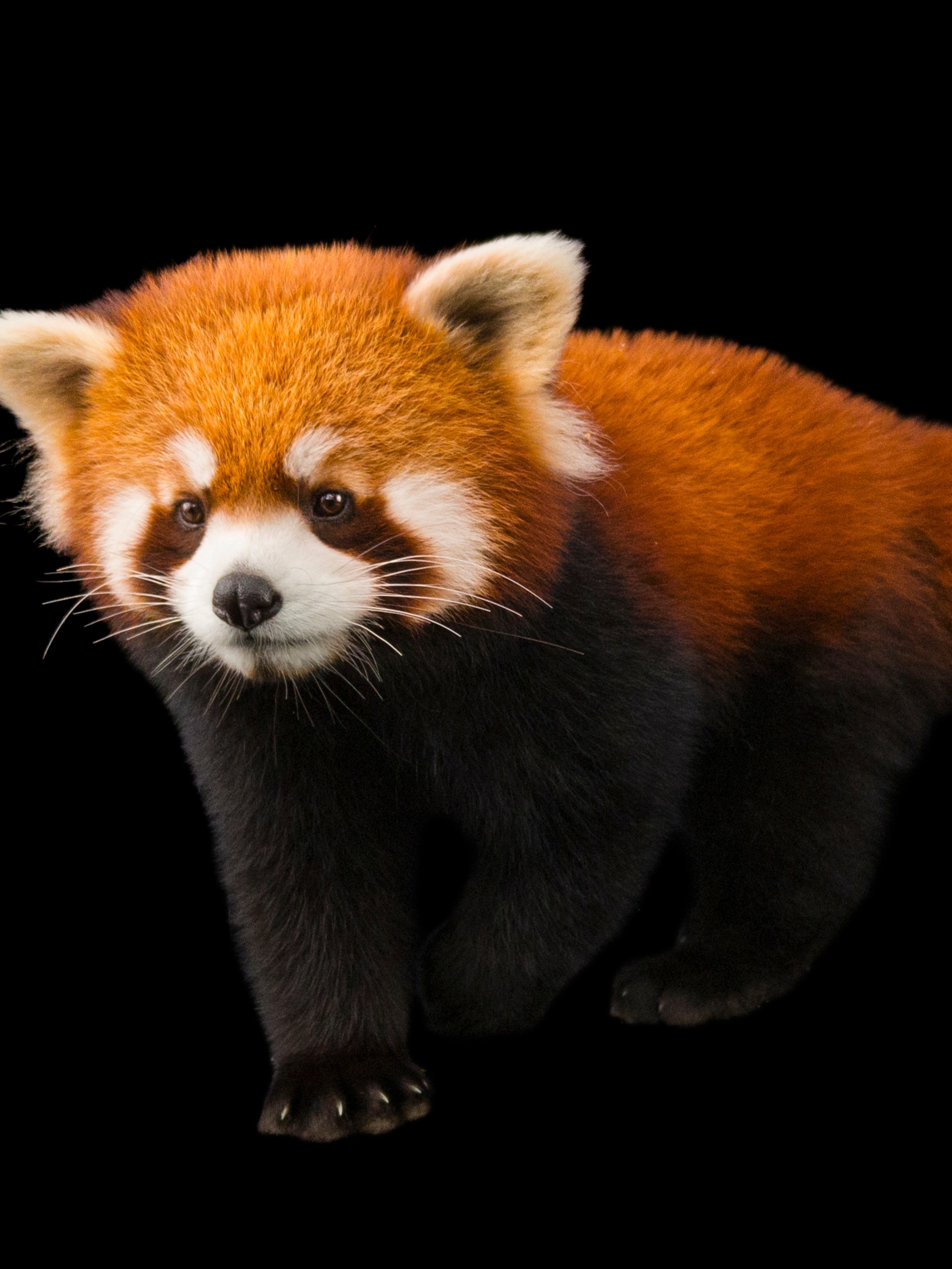 Endangered Species in the Spotlight