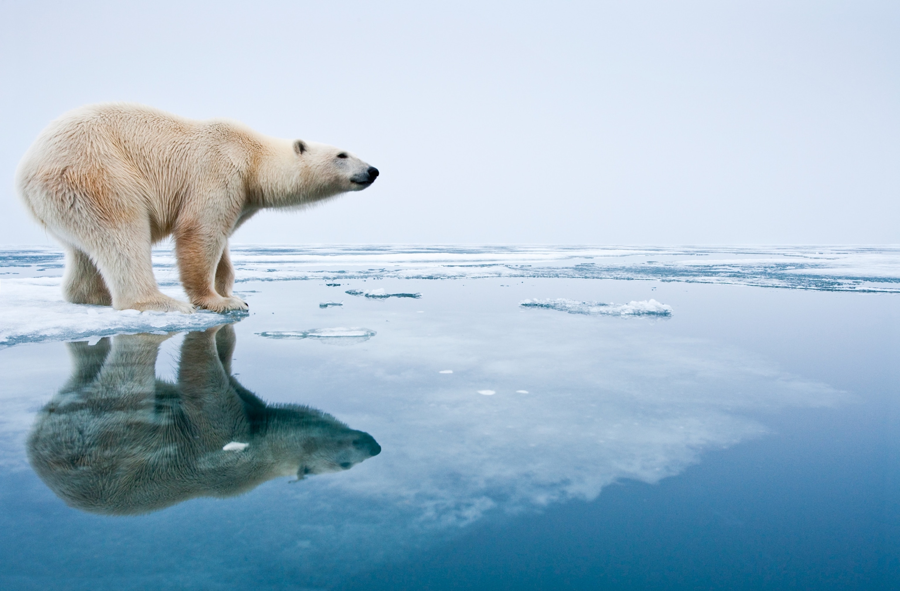 a polar bear on melting ice.
