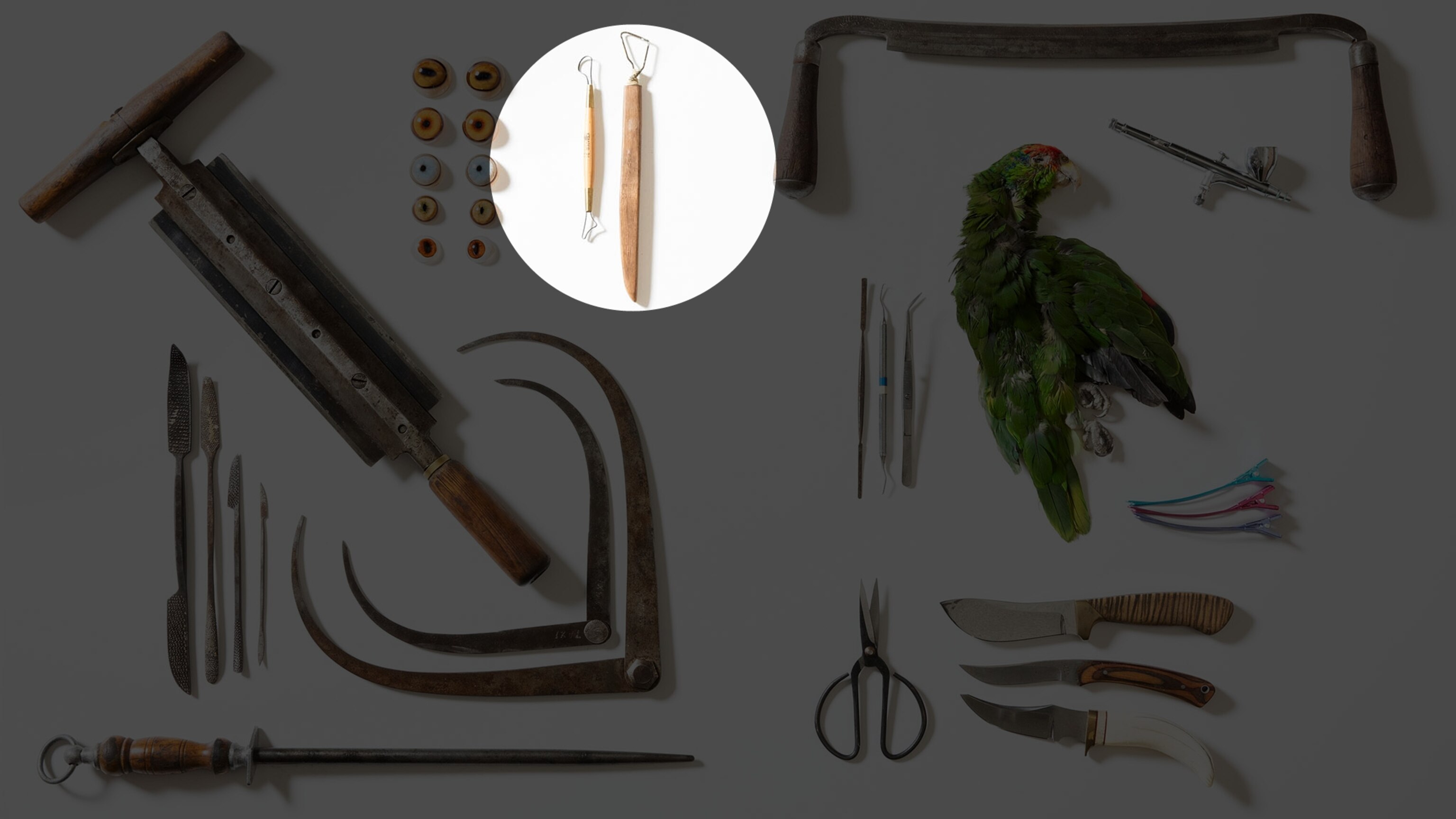 13 Tools of Taxidermy