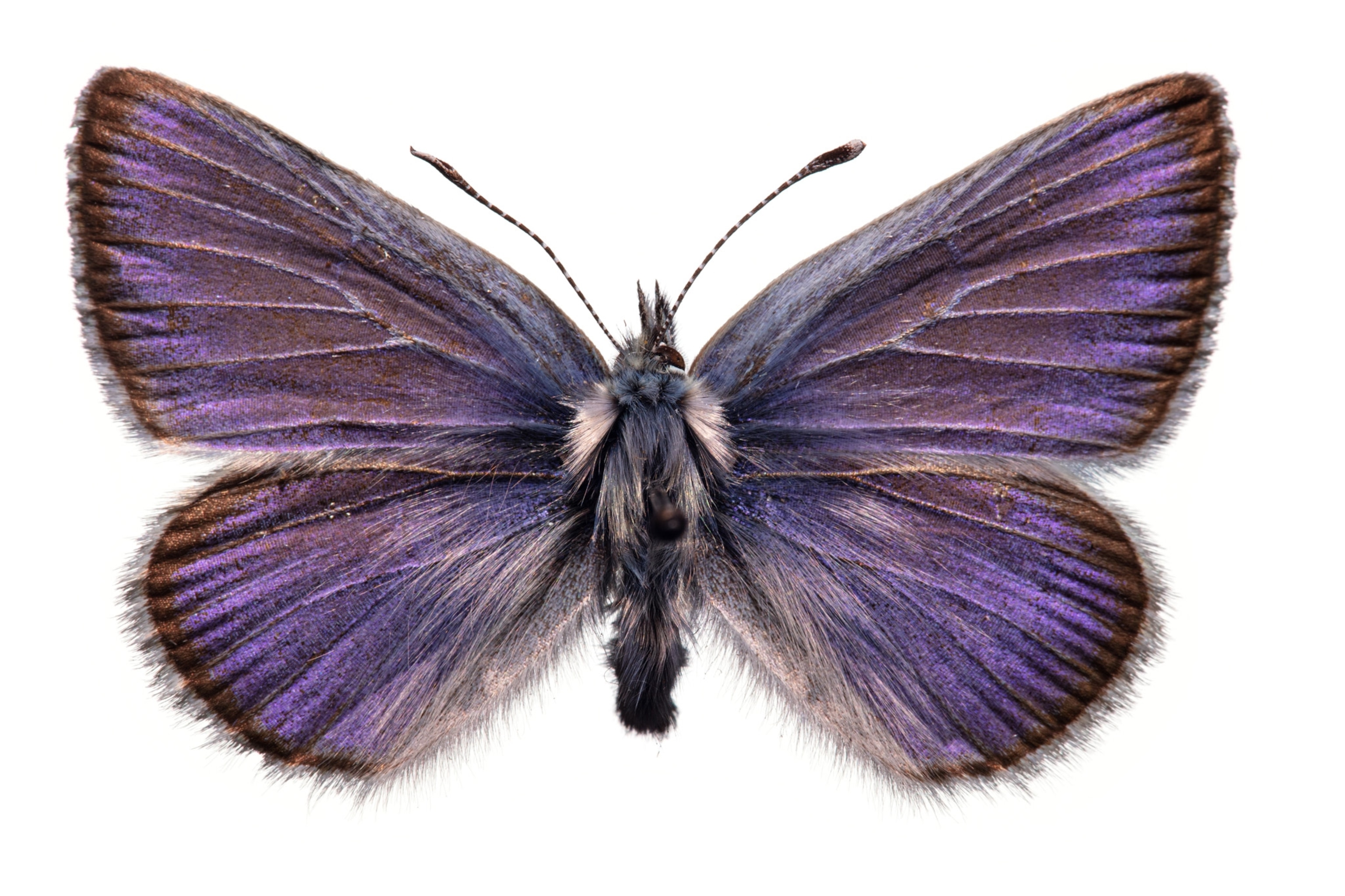 a purple and blue butterfly with brown edges to its wings